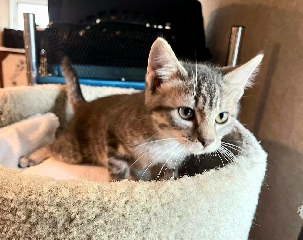 Enlarge Leah, a Adoptable mixed breed in Dorr, MI image 6/6