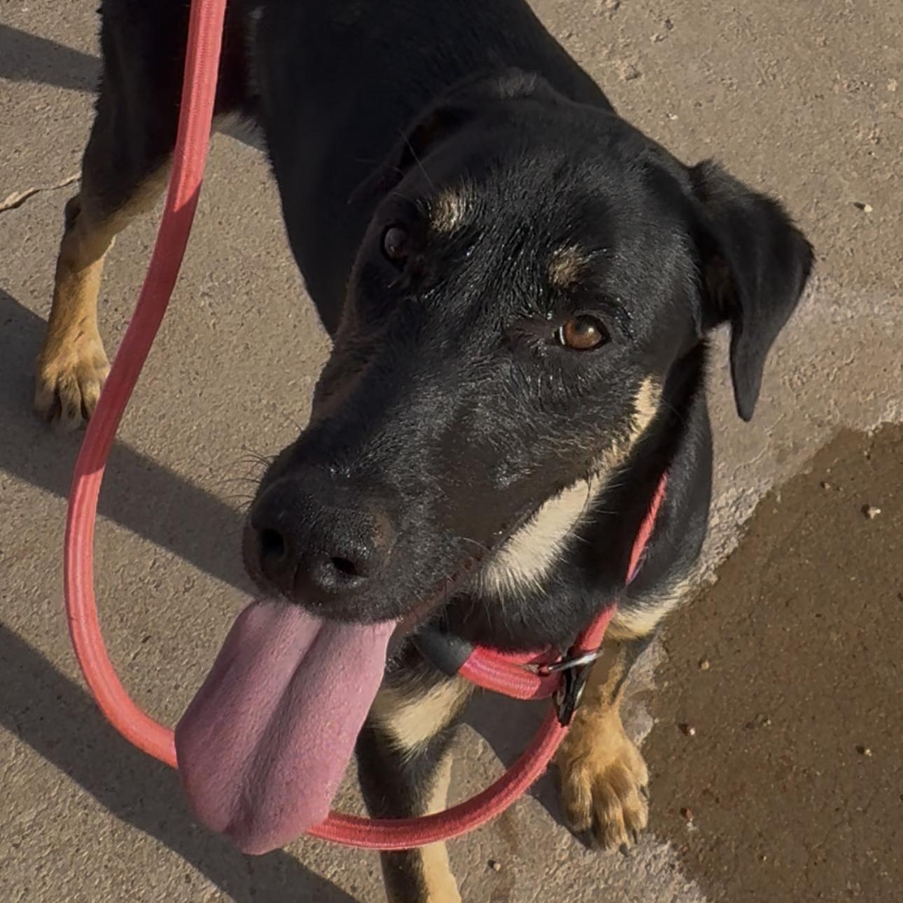 Lilly, a ADOPTABLE mixed breed in Coahoma, TX image 1/5