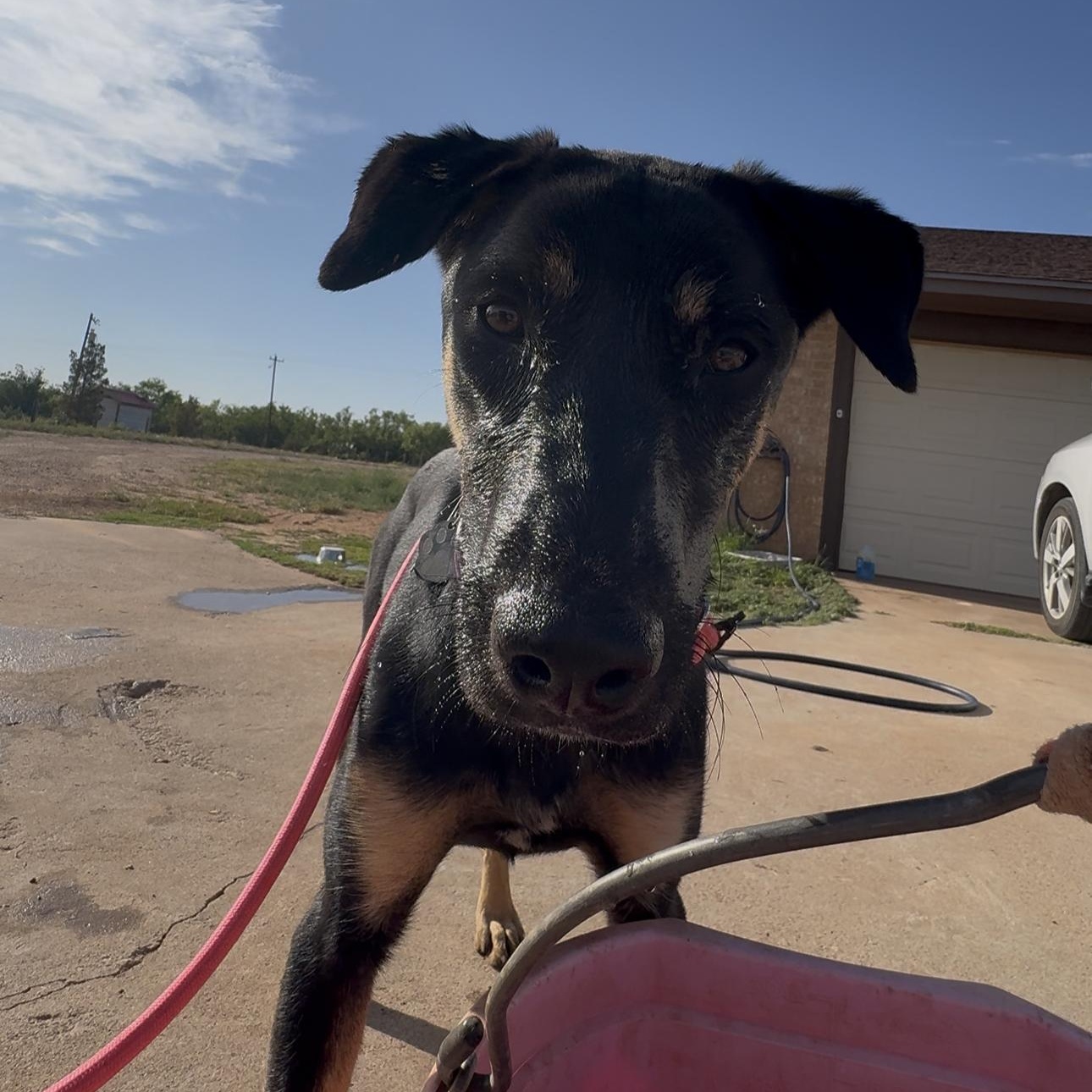 Lilly, a ADOPTABLE mixed breed in Coahoma, TX image 4/5