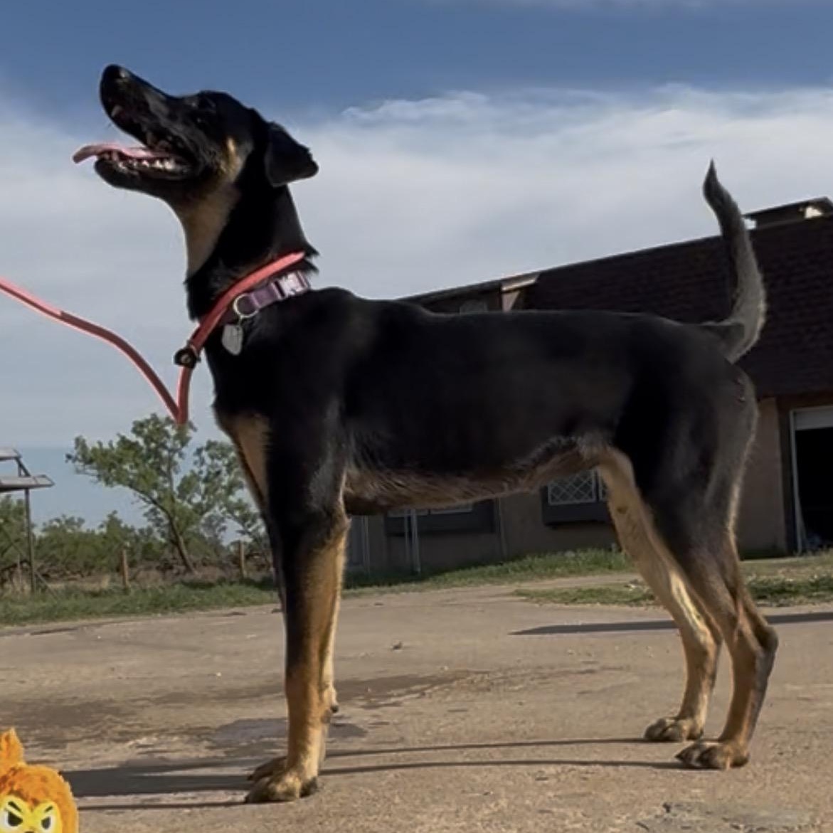 Lilly, a ADOPTABLE mixed breed in Coahoma, TX image 5/5