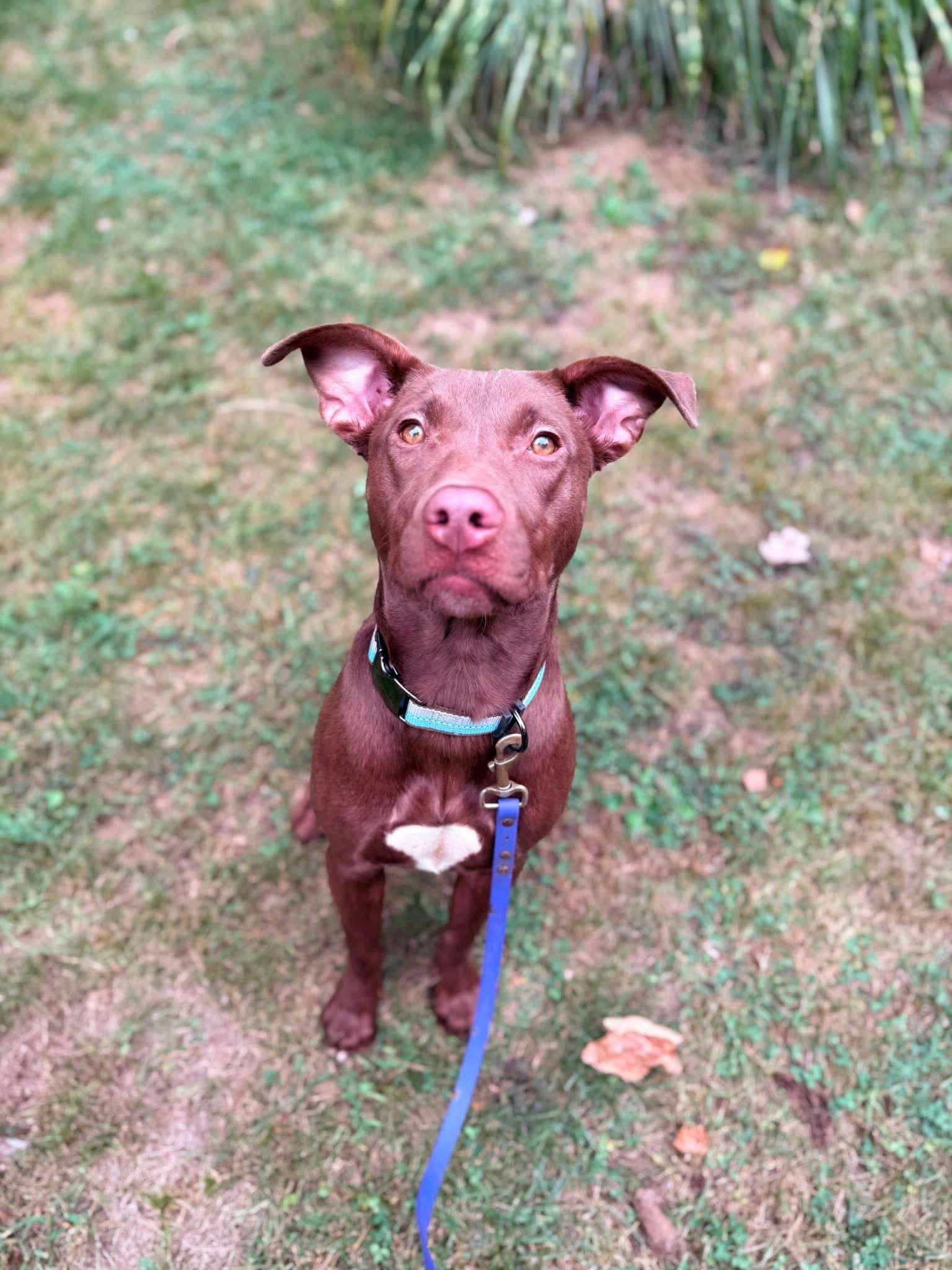 Enlarge Nutella 0559, a Adopted mixed breed in Stephens City, VA image 1/3