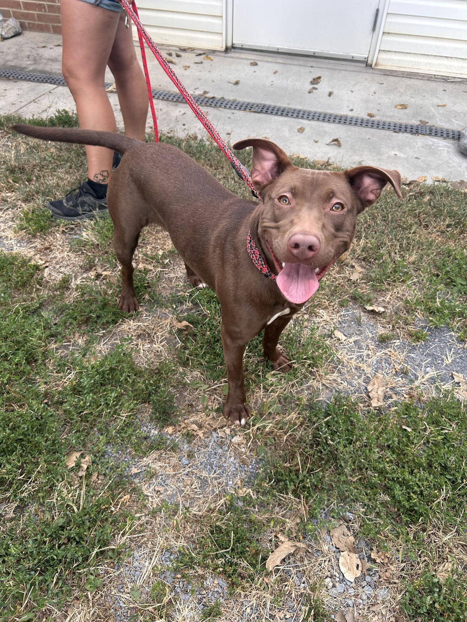 Enlarge Nutella 0559, a Adopted mixed breed in Stephens City, VA image 2/3