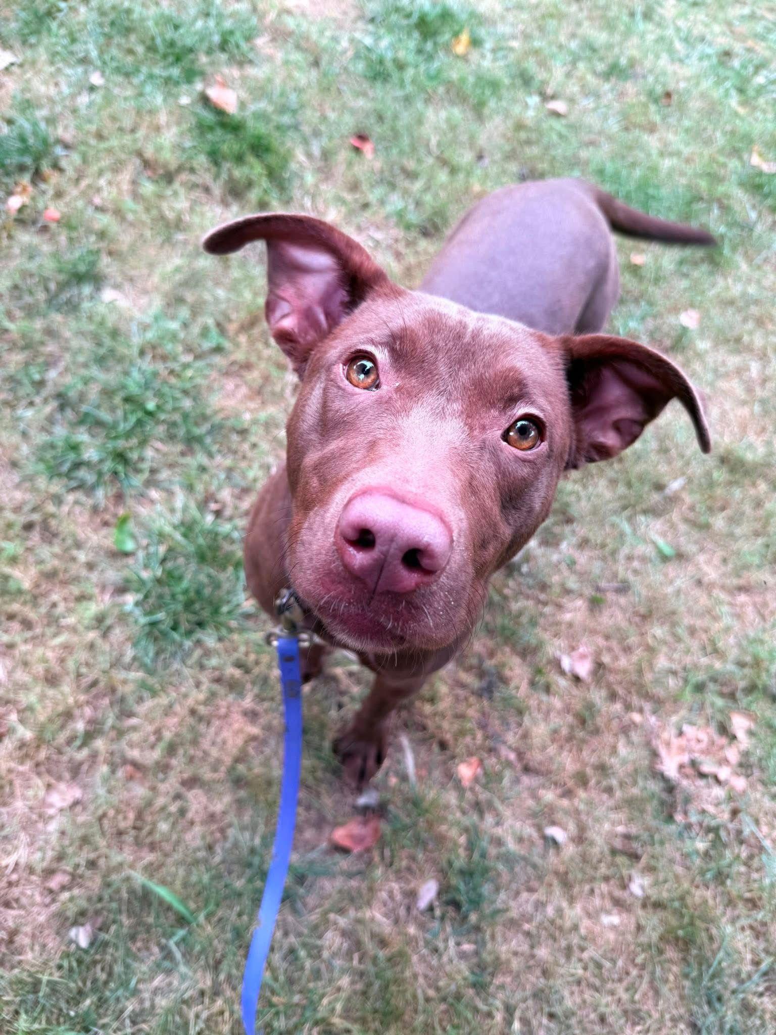 Enlarge Nutella 0559, a Adopted mixed breed in Stephens City, VA image 3/3