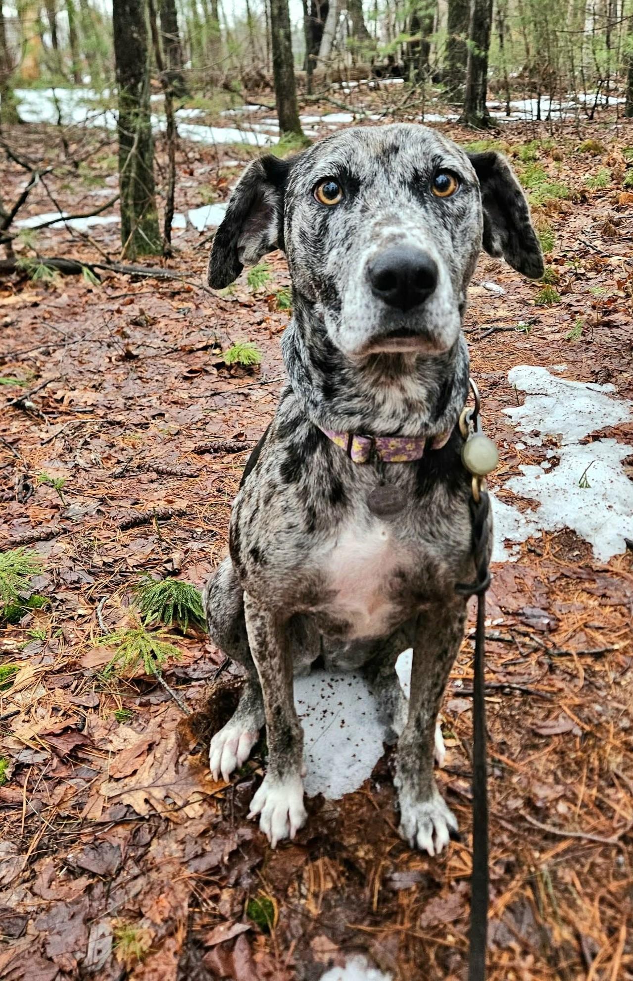 Amelia - MA, a ADOPTABLE mixed breed in Merrimac, MA image 2/6