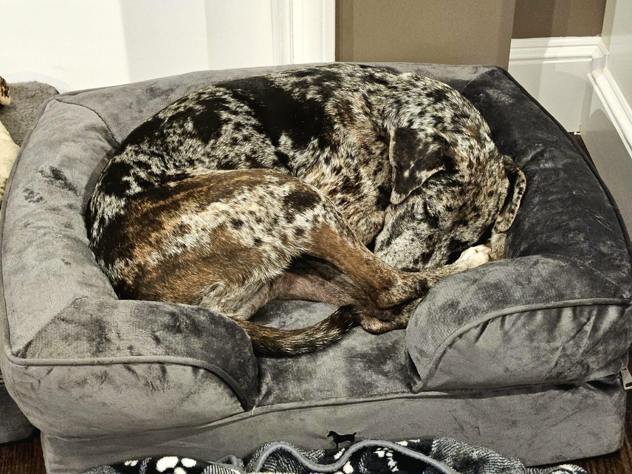 Amelia - MA, a ADOPTABLE mixed breed in Merrimac, MA image 3/6