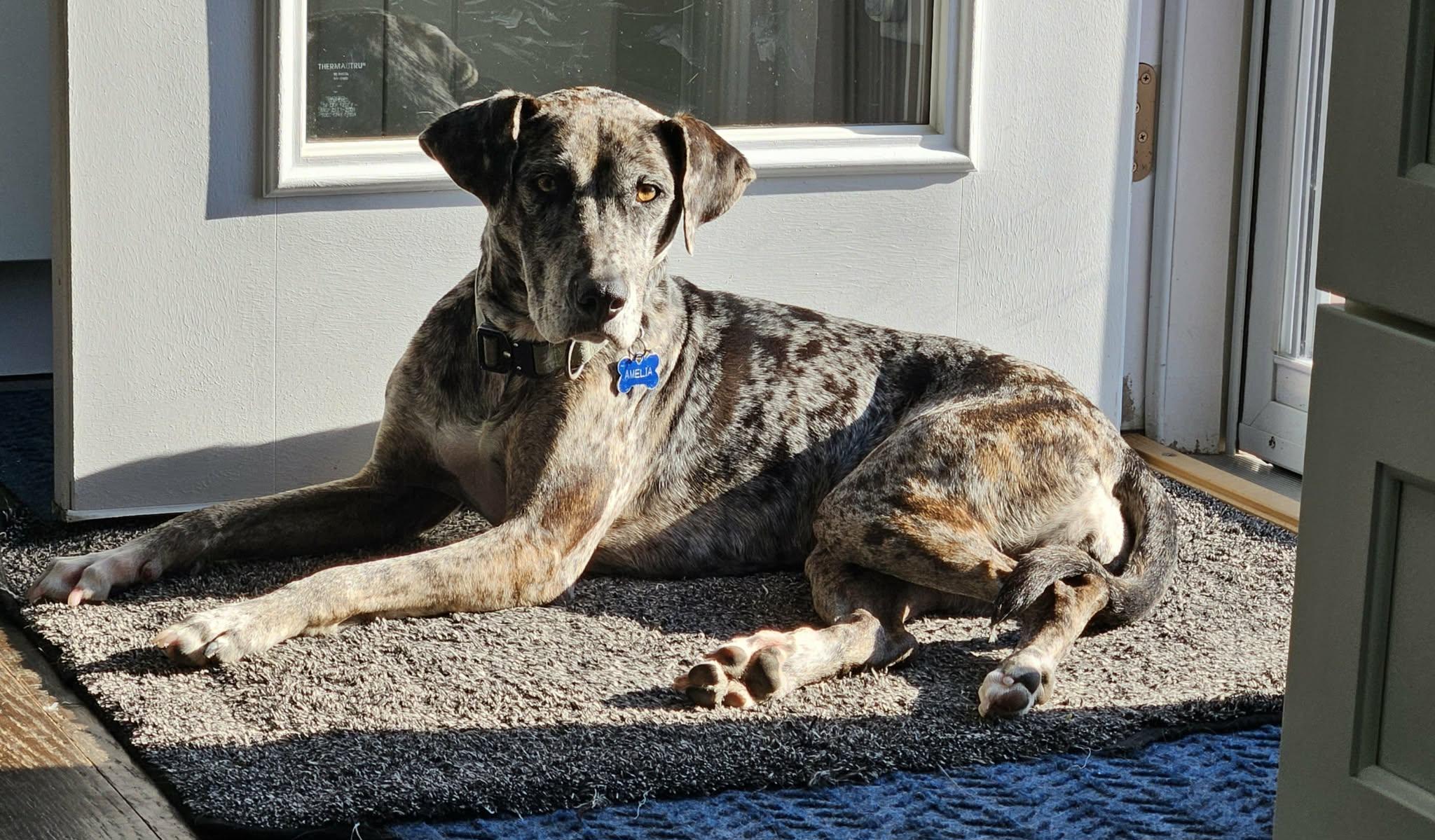 Amelia - MA, a ADOPTABLE mixed breed in Merrimac, MA image 6/6