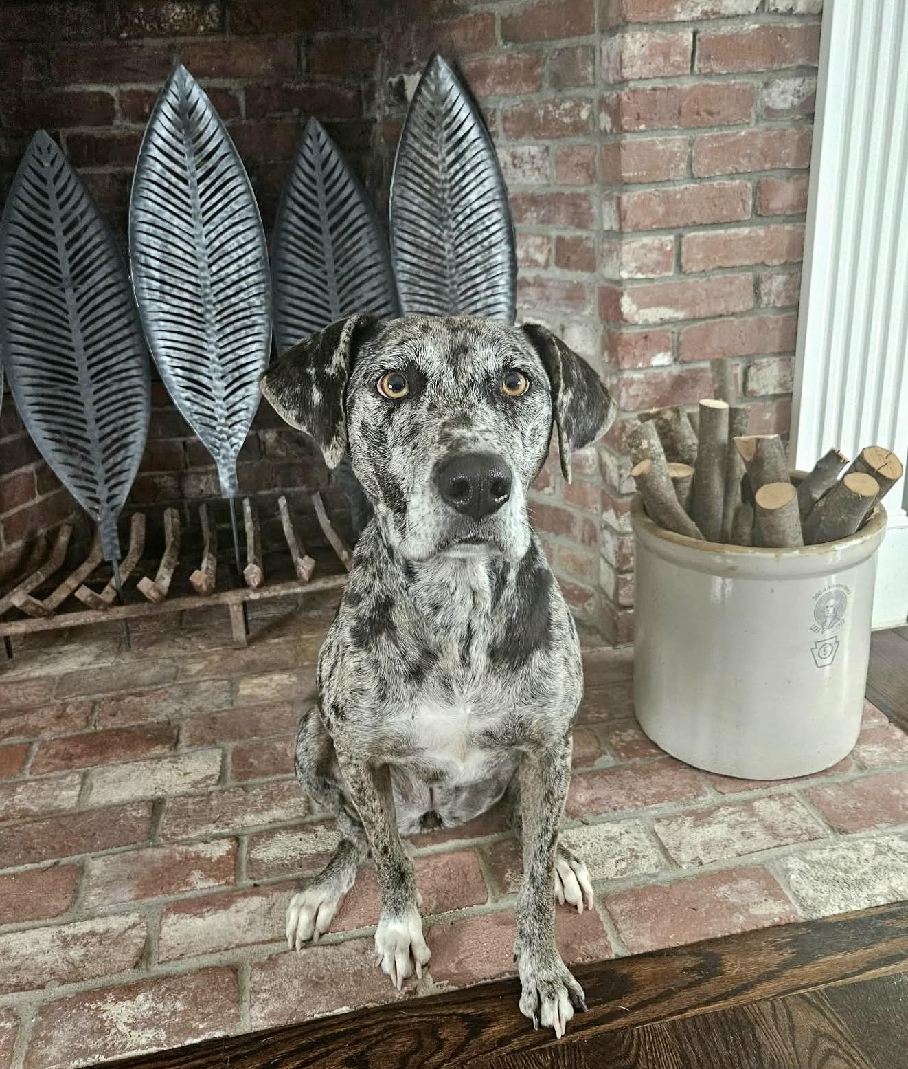 Amelia - MA, a ADOPTABLE mixed breed in Merrimac, MA image 5/6