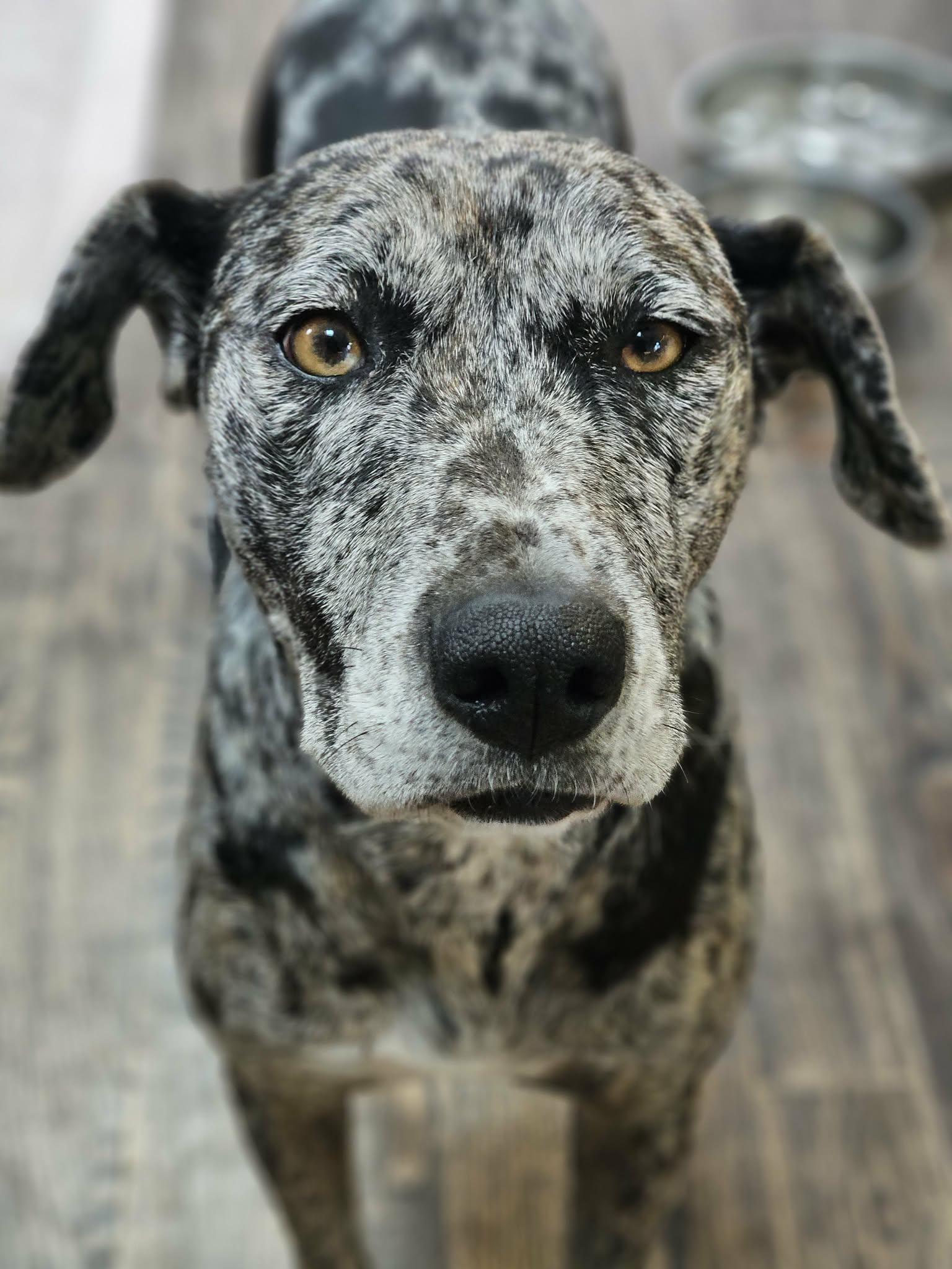 Amelia - MA, a ADOPTABLE mixed breed in Merrimac, MA image 1/6