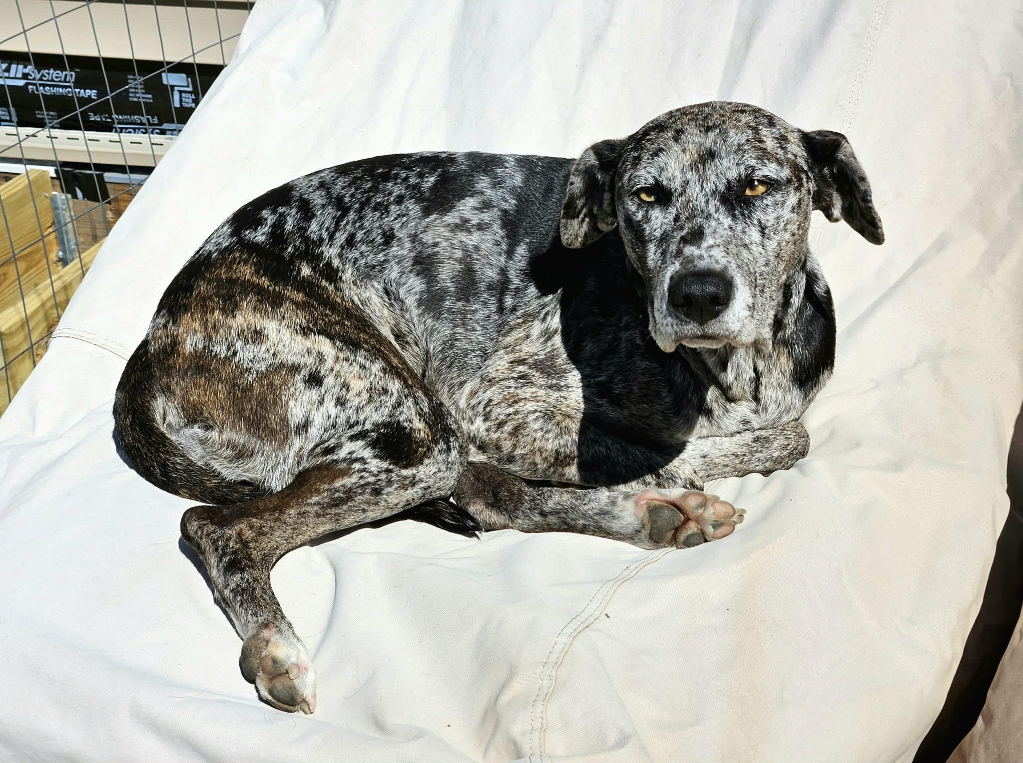 Amelia - MA, a ADOPTABLE mixed breed in Merrimac, MA image 4/6