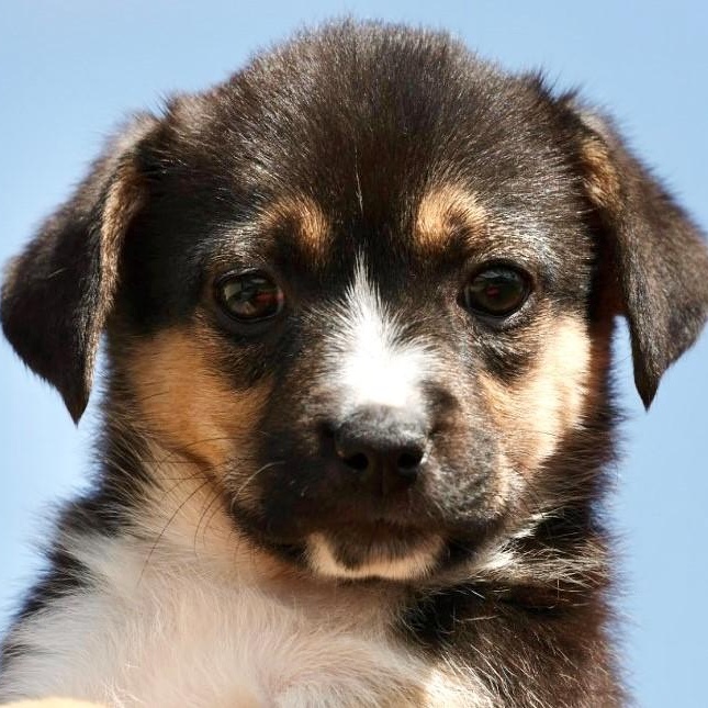 2026Quinoa, adopted, Puppy Female Corgi & Beagle.