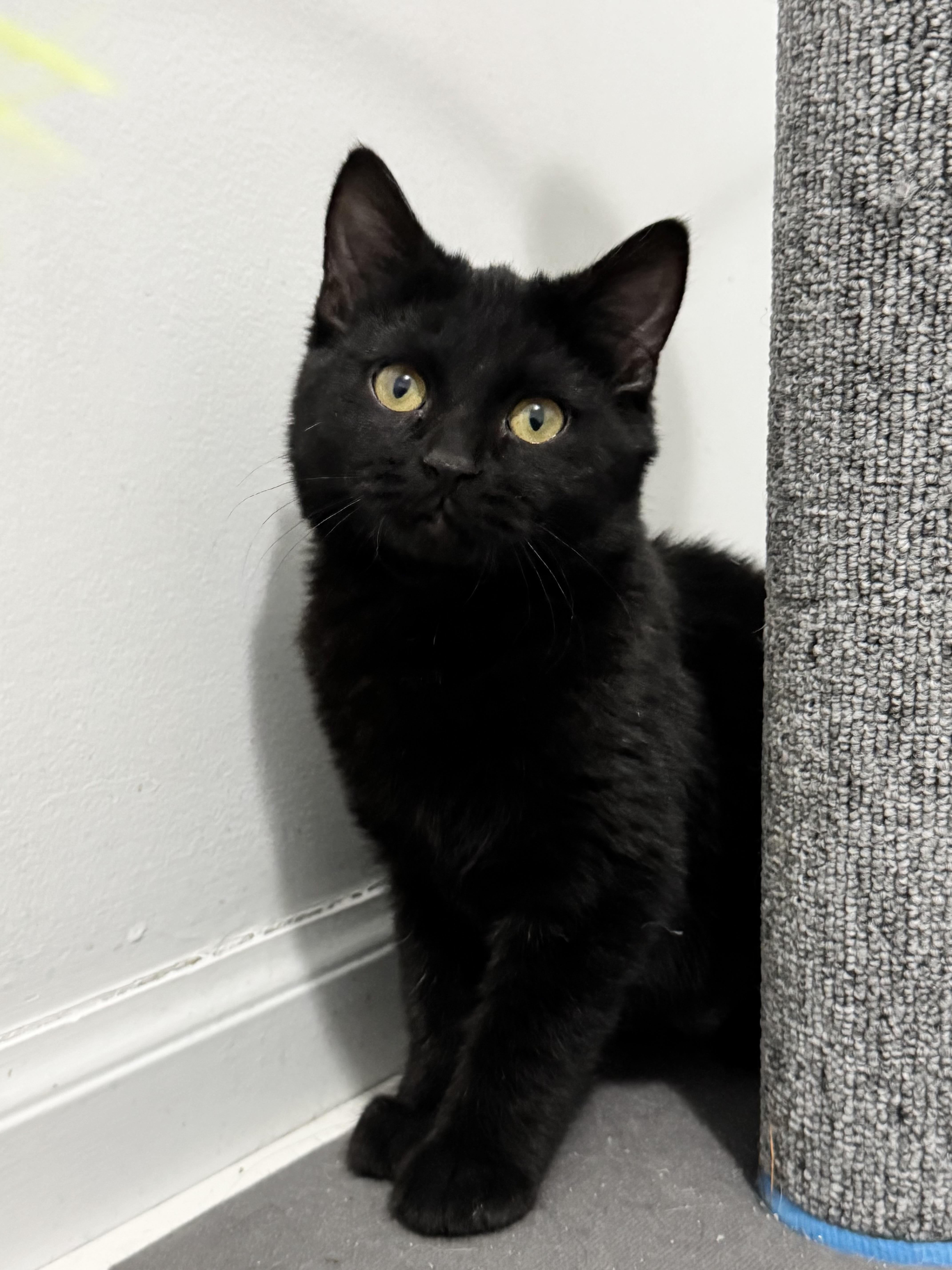 Dazzle, an adopted American Shorthair in Wadsworth, IL image 1/2