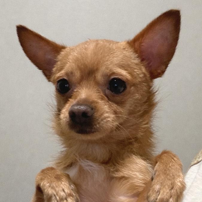 Ragu, Adoptable, Young Male Chihuahua & Terrier.