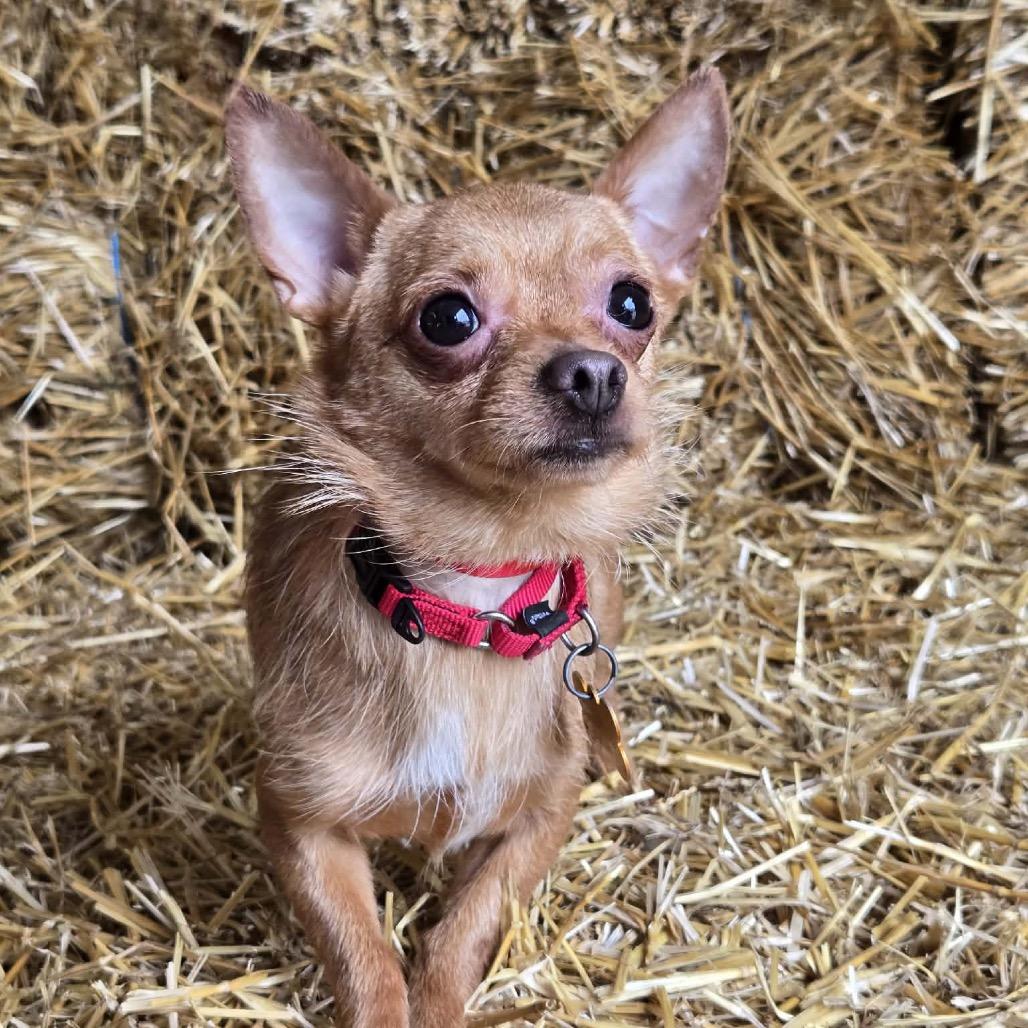 Enlarge Ragu, a Adoptable mixed breed in Hudson, IL image 2/5