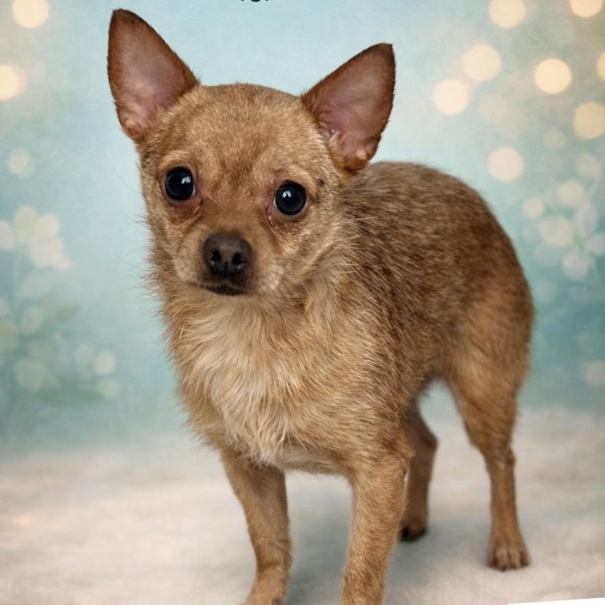 Enlarge Ragu, a Adoptable mixed breed in Hudson, IL image 3/5