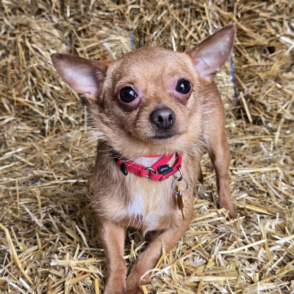 Enlarge Ragu, a Adoptable mixed breed in Hudson, IL image 4/5