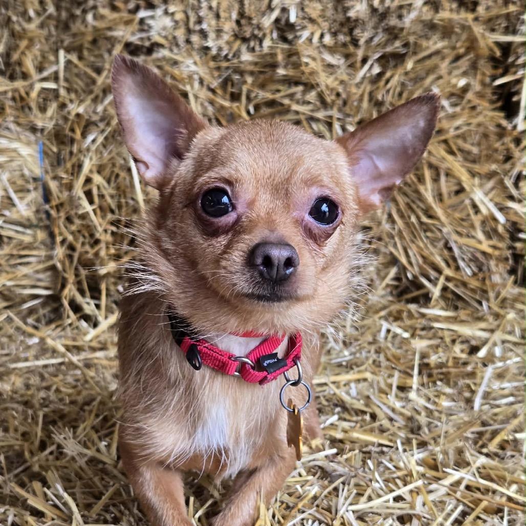 Enlarge Ragu, a Adoptable mixed breed in Hudson, IL image 5/5