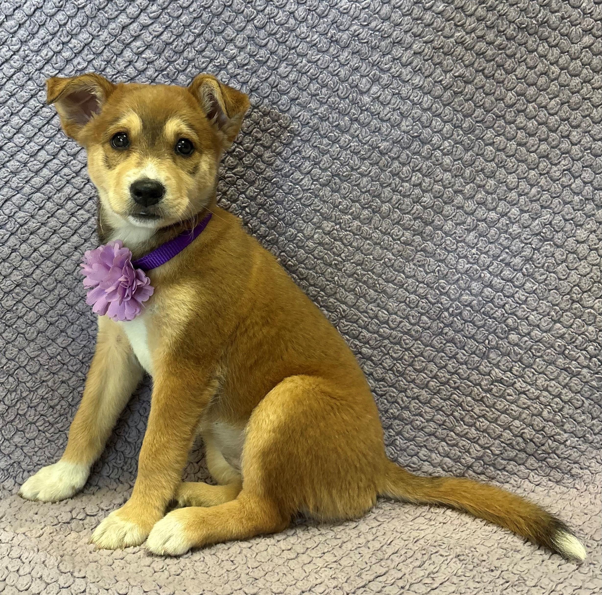 Lolly Lovely, an adopted mixed breed in Lodi, CA image 4/5