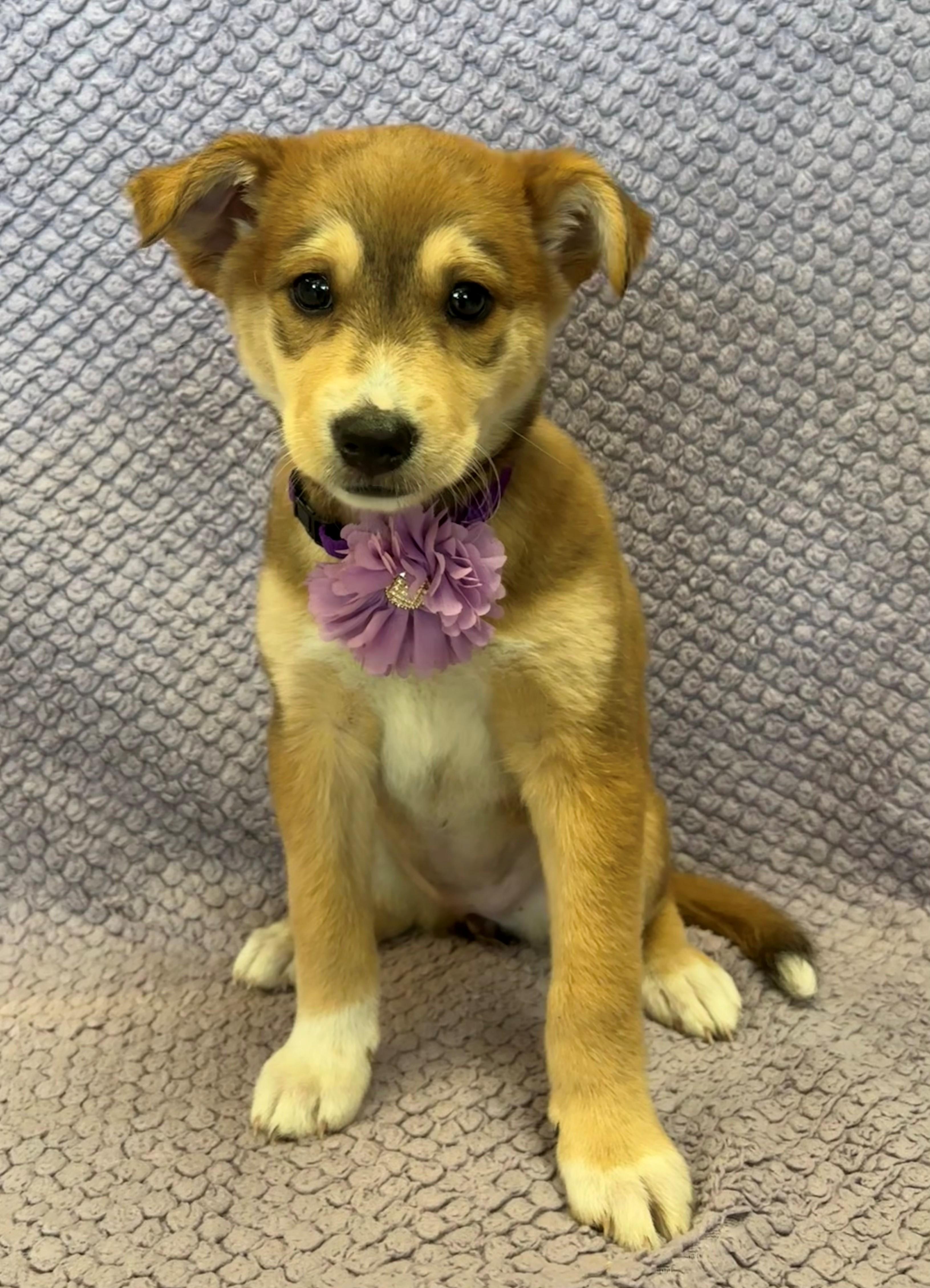 Lolly Lovely, adopted, Puppy Female Shepherd & Jack Russell Terrier.