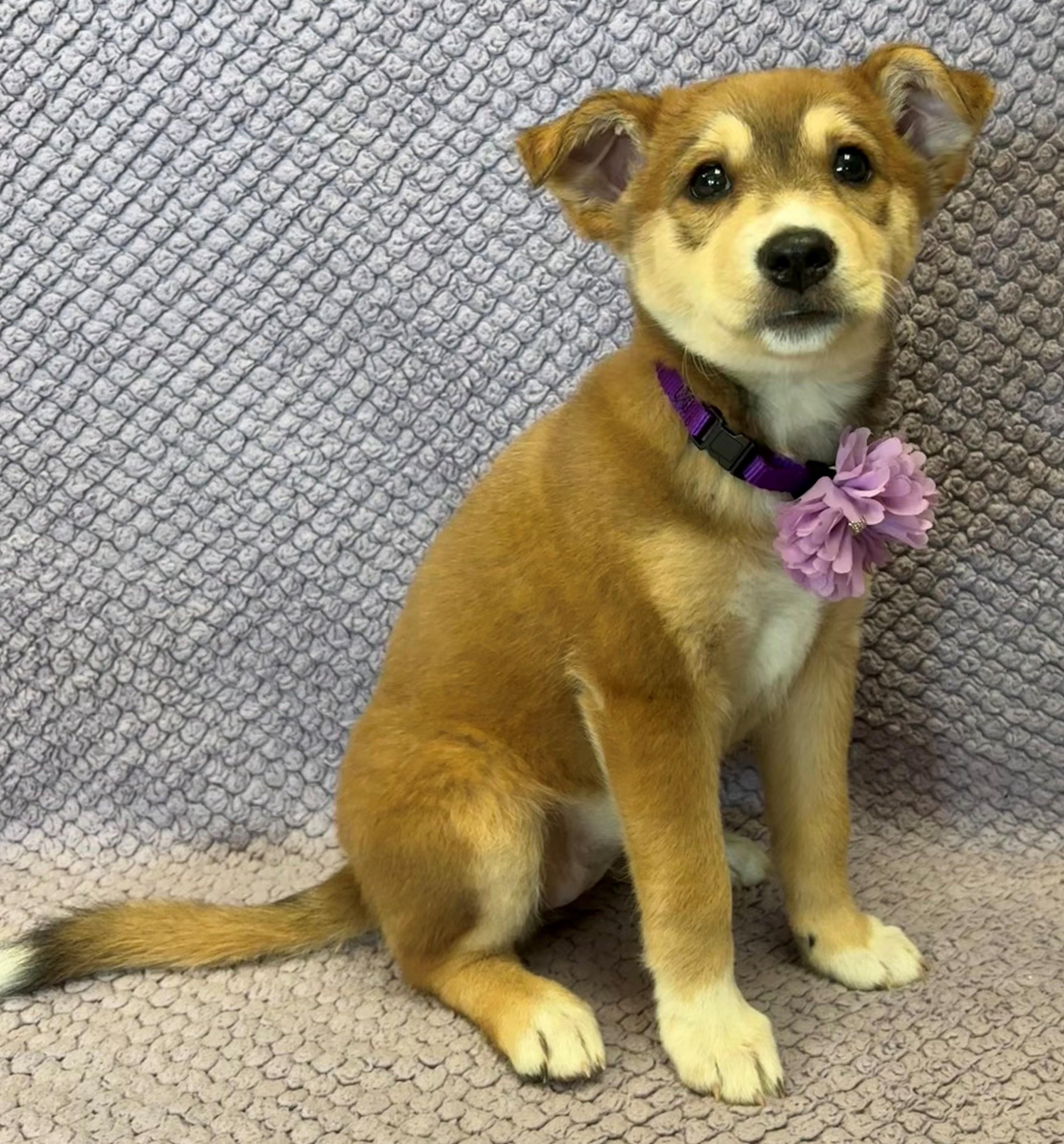 Lolly Lovely, an adopted mixed breed in Lodi, CA image 5/5