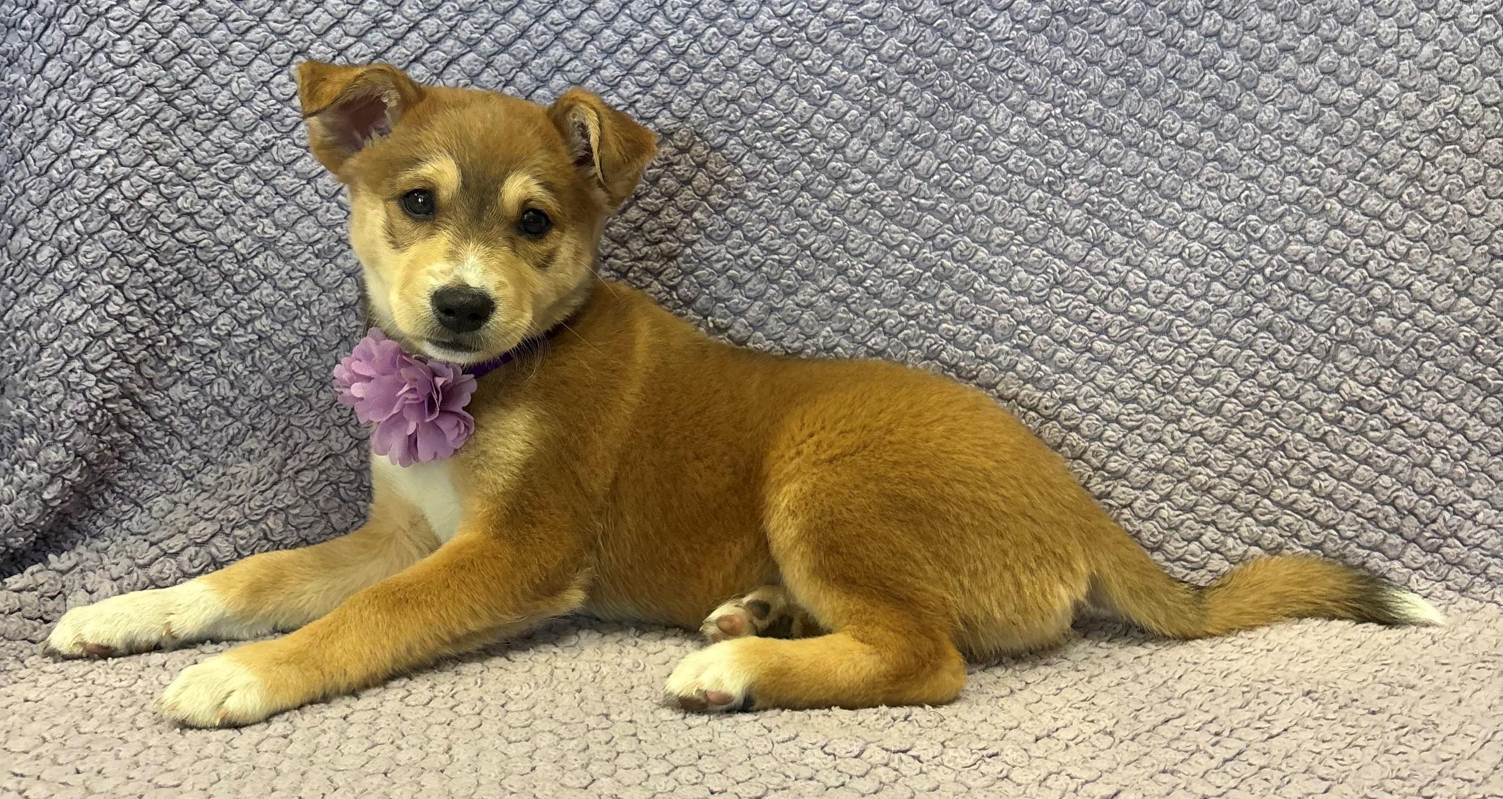 Lolly Lovely, an adopted mixed breed in Lodi, CA image 3/5