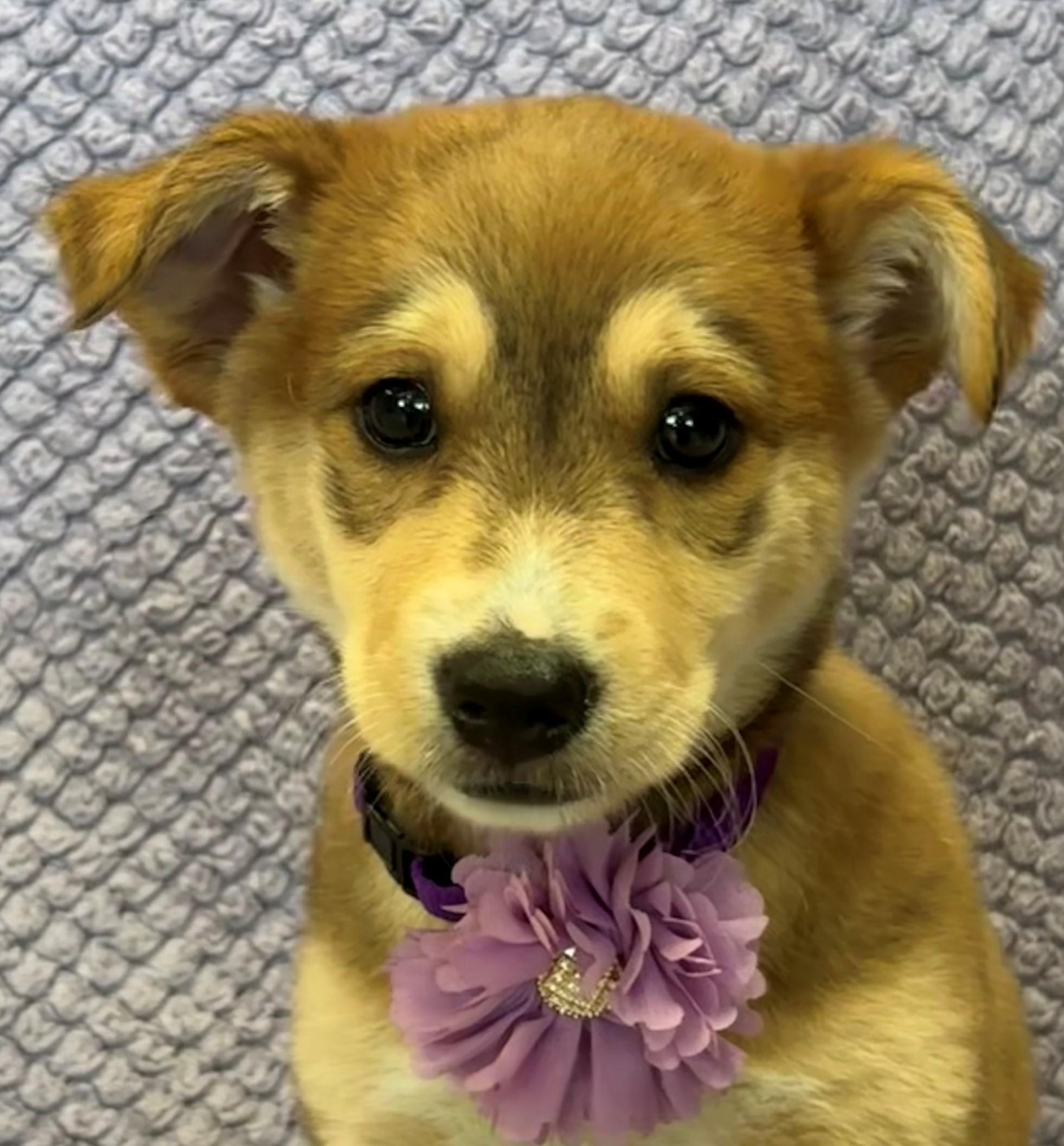 Lolly Lovely, an adopted mixed breed in Lodi, CA image 2/5