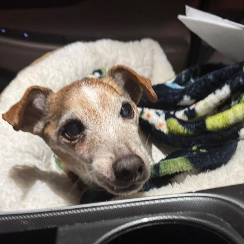 Enlarge Freddy D, an adoptable mixed breed in Rockville, MD image 5/6