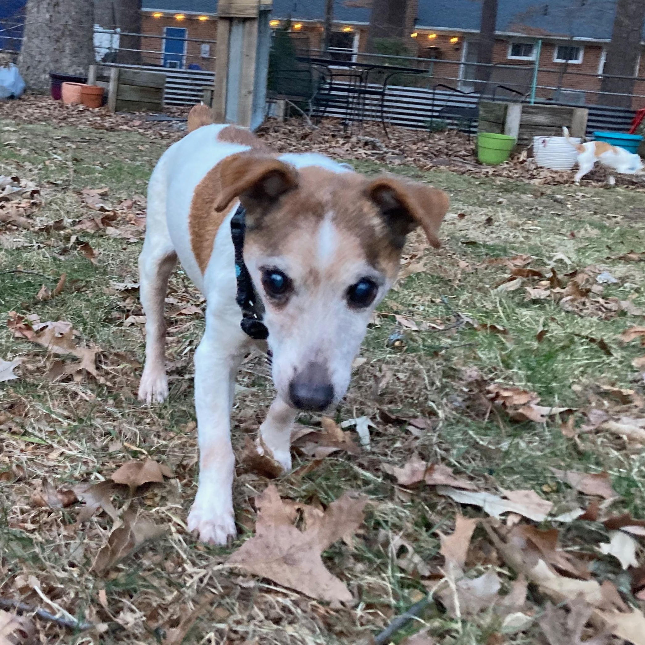Enlarge Freddy D, an adoptable mixed breed in Rockville, MD image 2/6