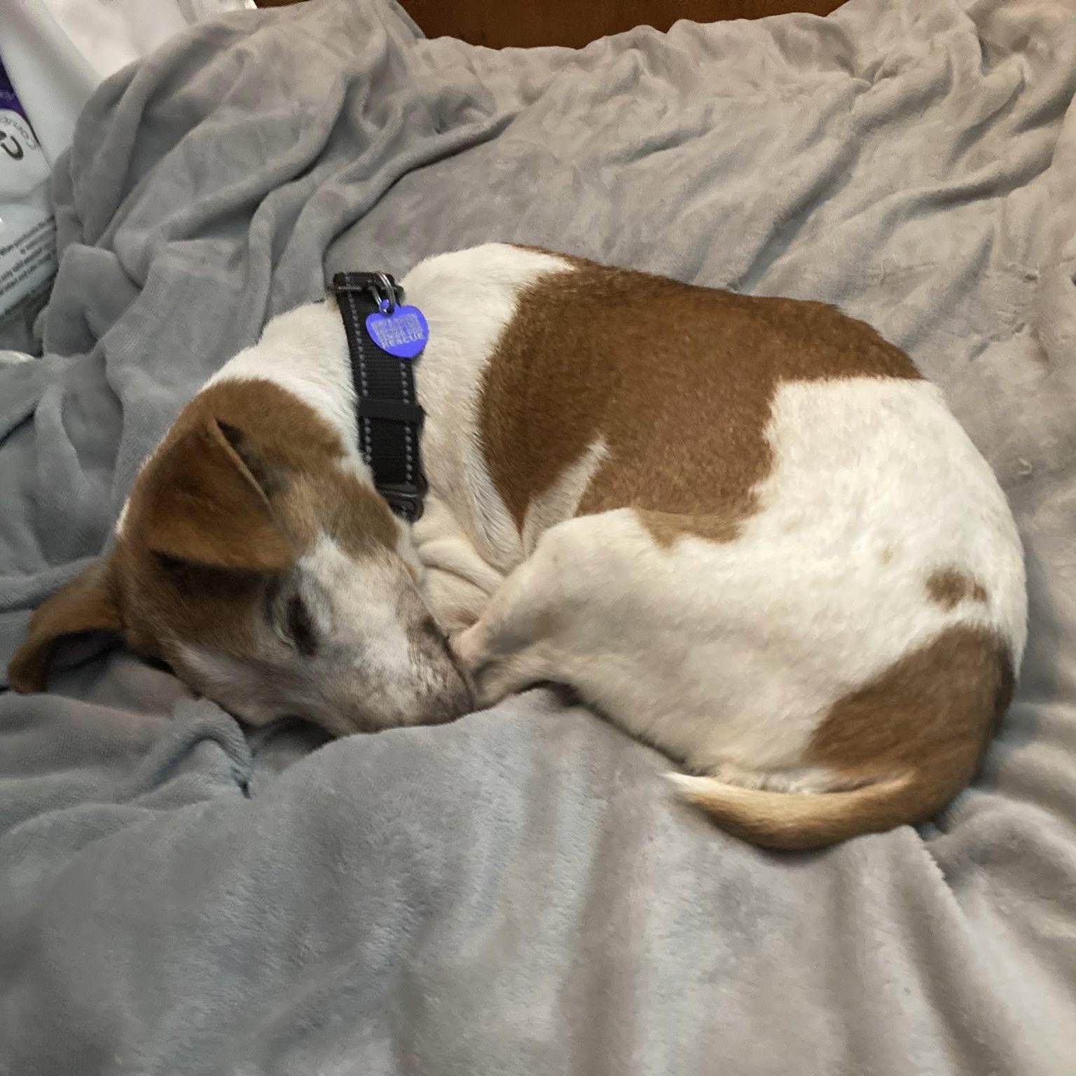 Enlarge Freddy D, an adoptable mixed breed in Rockville, MD image 6/6