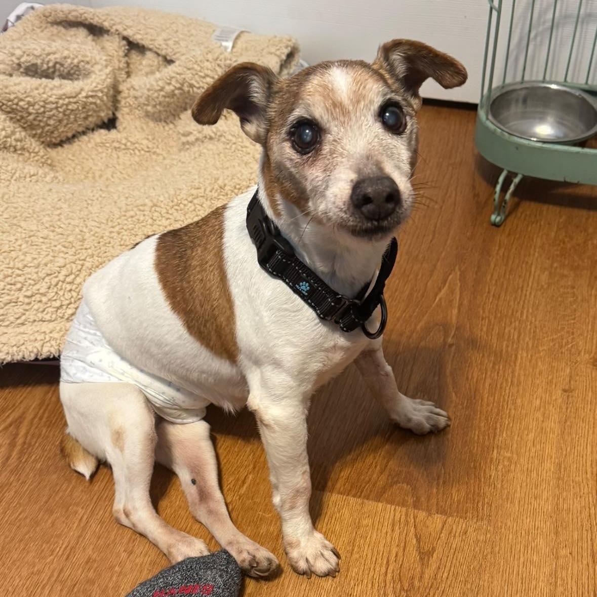 Enlarge Freddy D, an adoptable mixed breed in Rockville, MD image 1/6