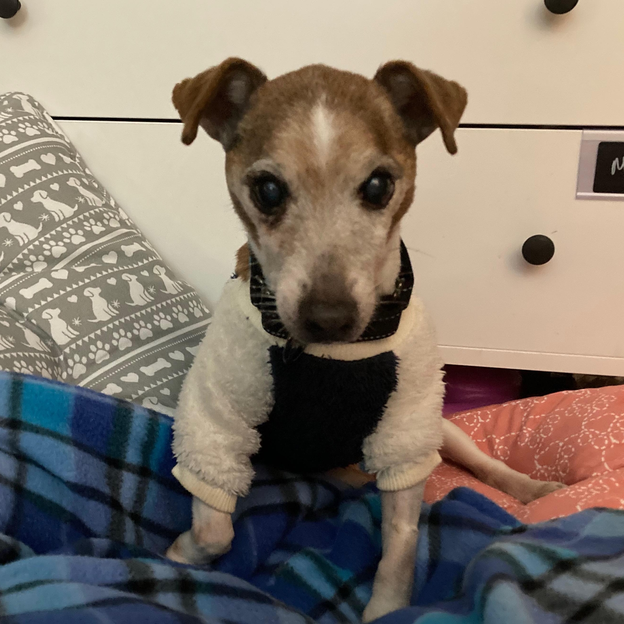 Enlarge Freddy D, an adoptable mixed breed in Rockville, MD image 3/6