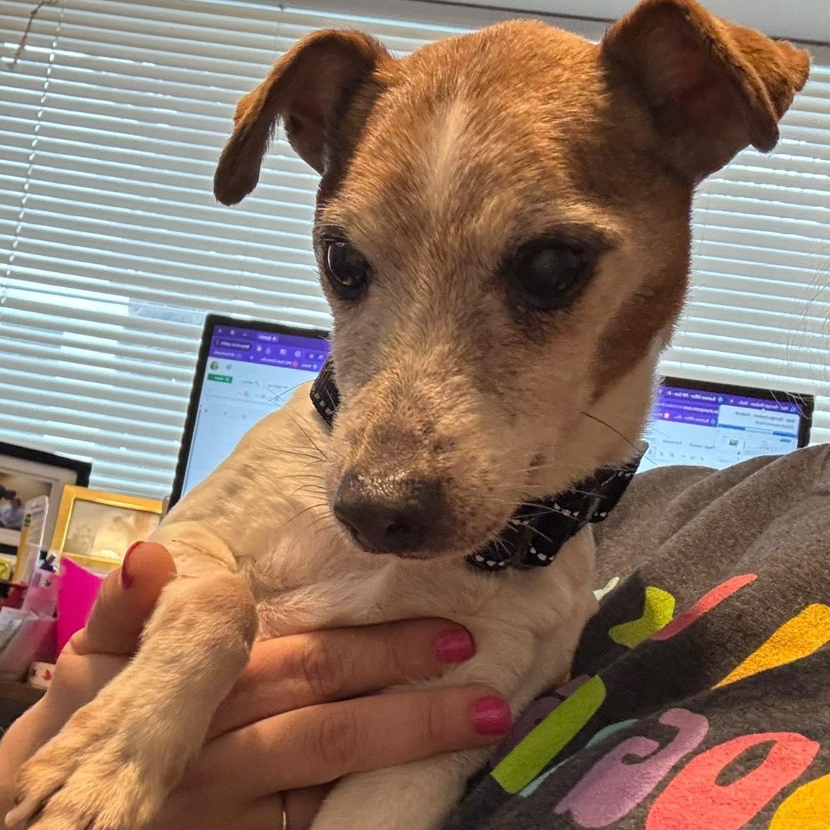 Enlarge Freddy D, an adoptable mixed breed in Rockville, MD image 4/6