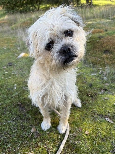 Wilson, Adoptable, Young Male Poodle & French Bulldog.