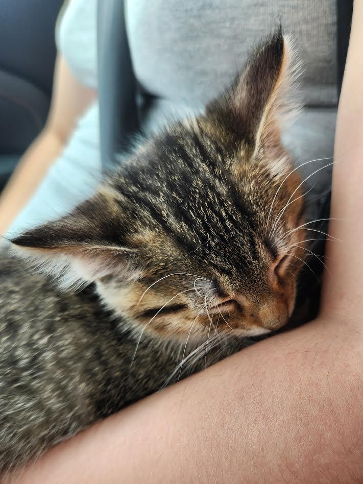 Peony, an adopted Domestic Short Hair in Columbia, MD image 6/6