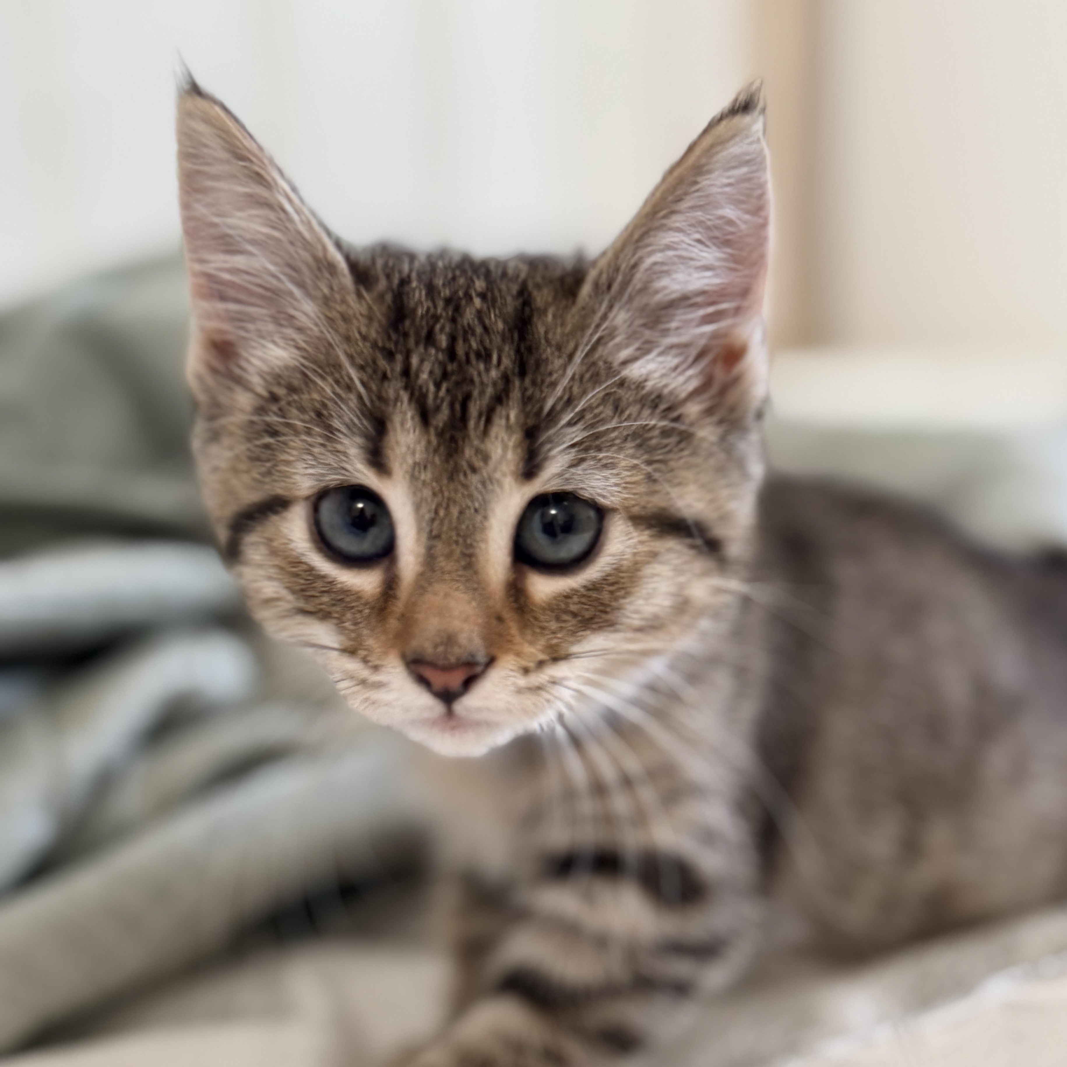 Peony, an adopted Domestic Short Hair in Columbia, MD image 1/6