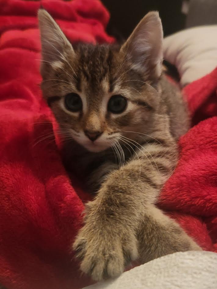 Peony, an adopted Domestic Short Hair in Columbia, MD image 3/6