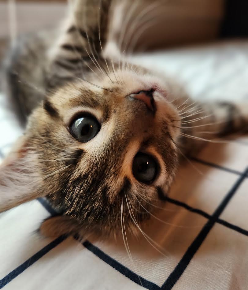 Peony, an adopted Domestic Short Hair in Columbia, MD image 5/6