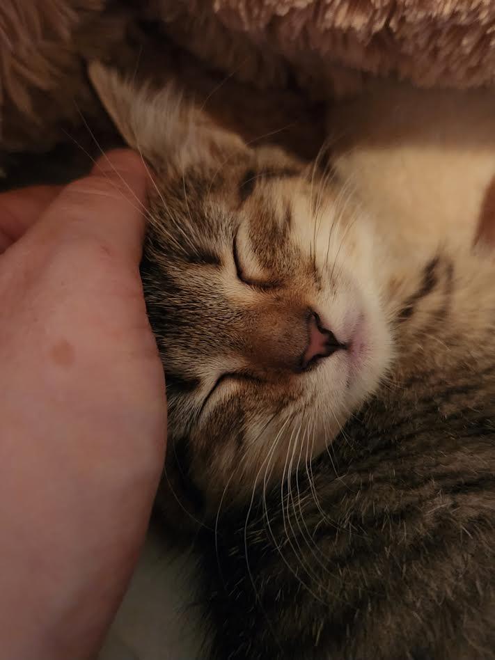 Peony, an adopted Domestic Short Hair in Columbia, MD image 4/6