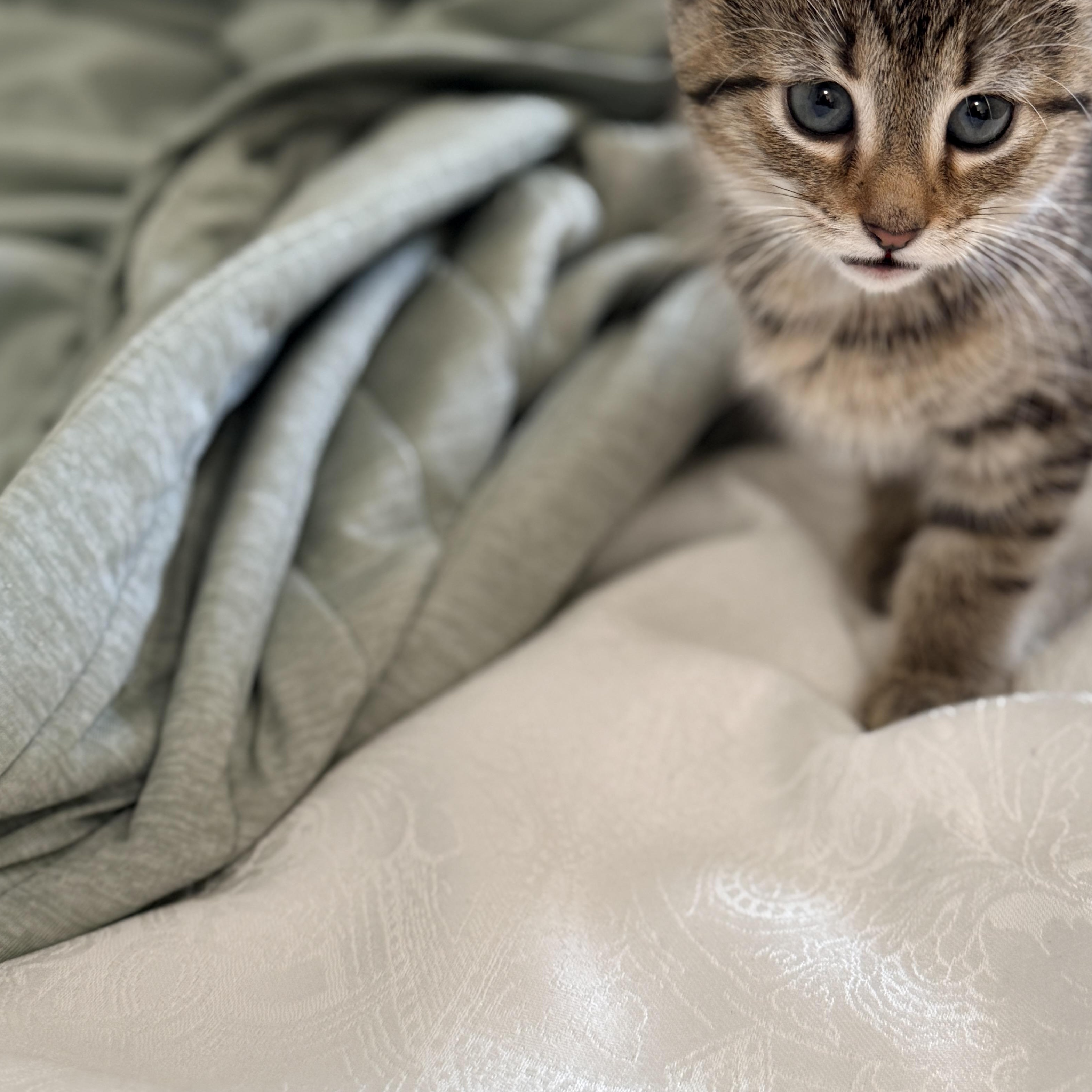 Peony, an adopted Domestic Short Hair in Columbia, MD image 2/6