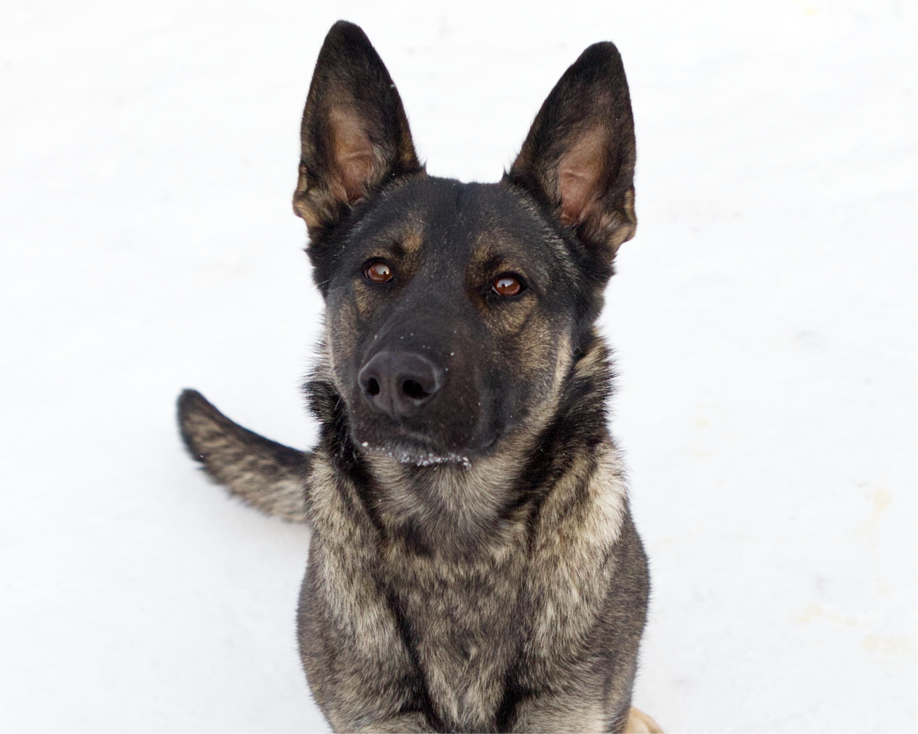 Aubrey, adoptable, Adult Female German Shepherd Dog.
