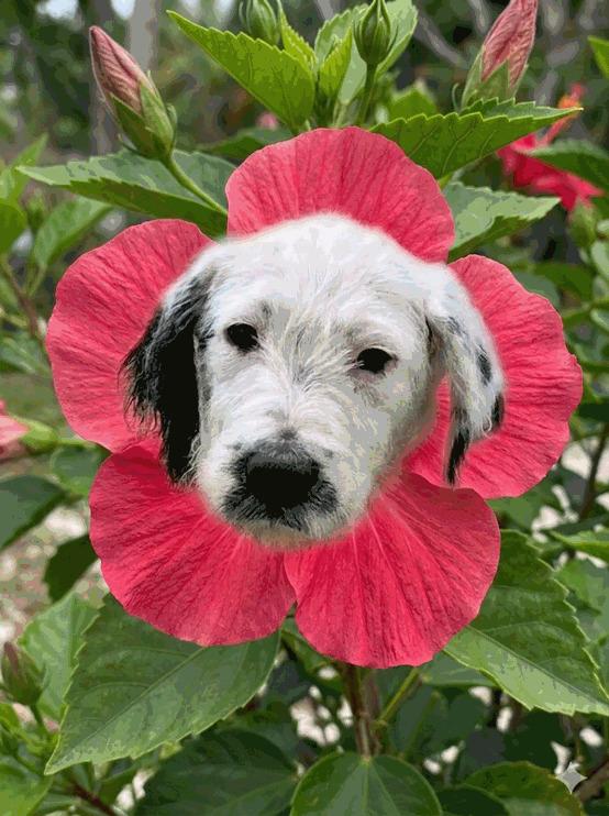 Ava, adoptable, Puppy Female Labrador Retriever & Poodle.