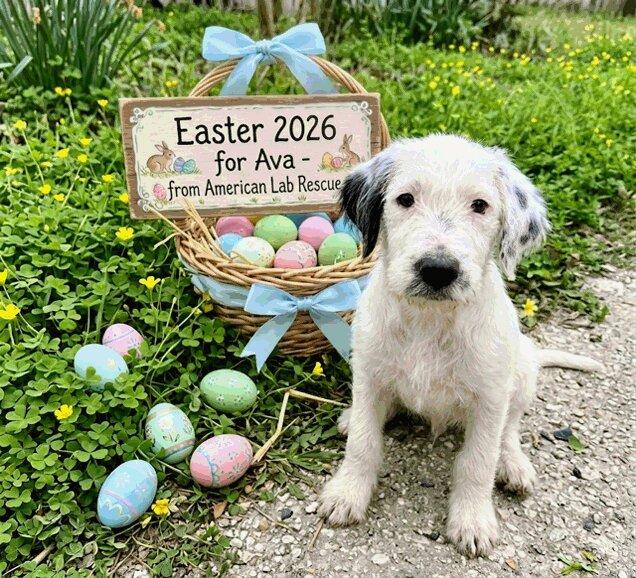 Enlarge Ava, an adoptable mixed breed in Willington, CT image 2/6