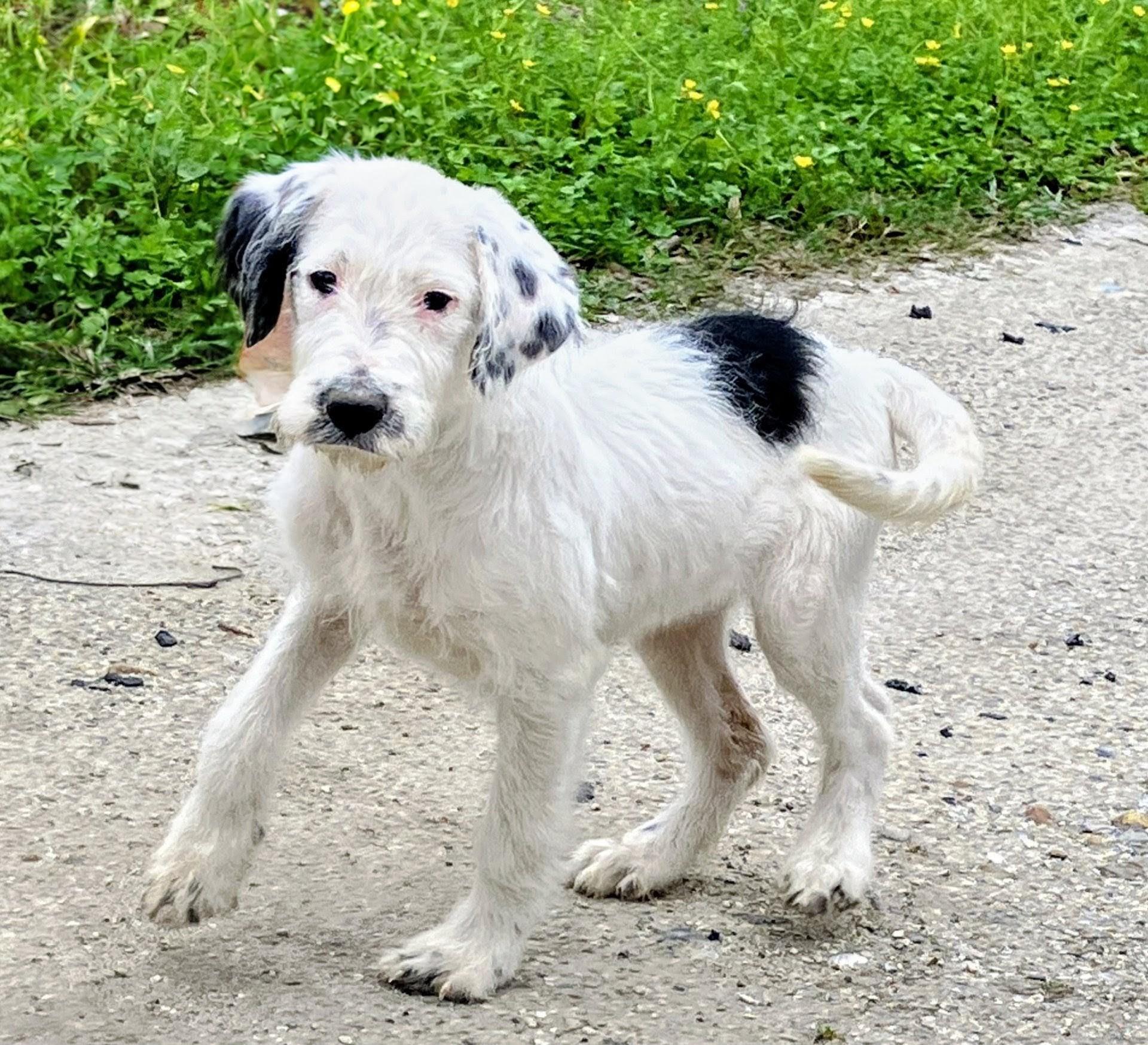 Enlarge Ava, an adoptable mixed breed in Willington, CT image 3/6