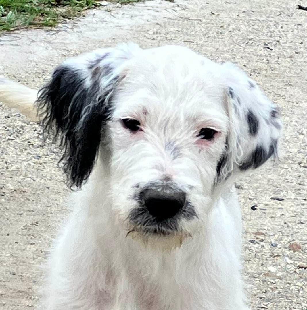 Enlarge Ava, an adoptable mixed breed in Willington, CT image 4/6