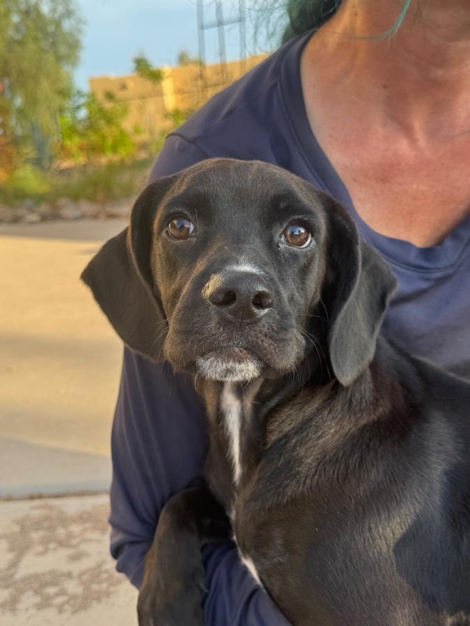 Enlarge Kane, a Adoptable Cocker Spaniel in Tonopah, AZ image 3/4
