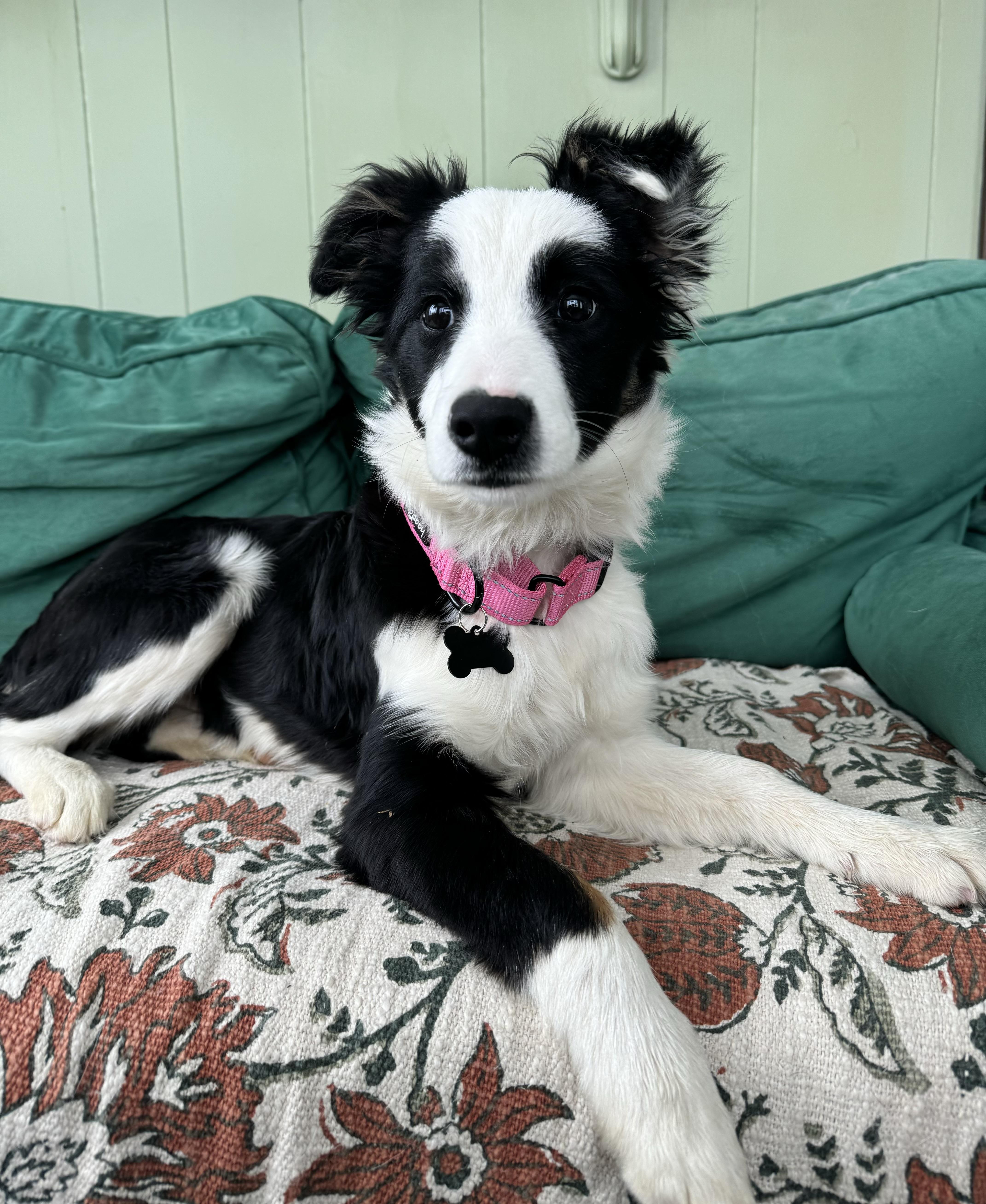 Beanie, an adopted Border Collie in China Township, MI image 5/6