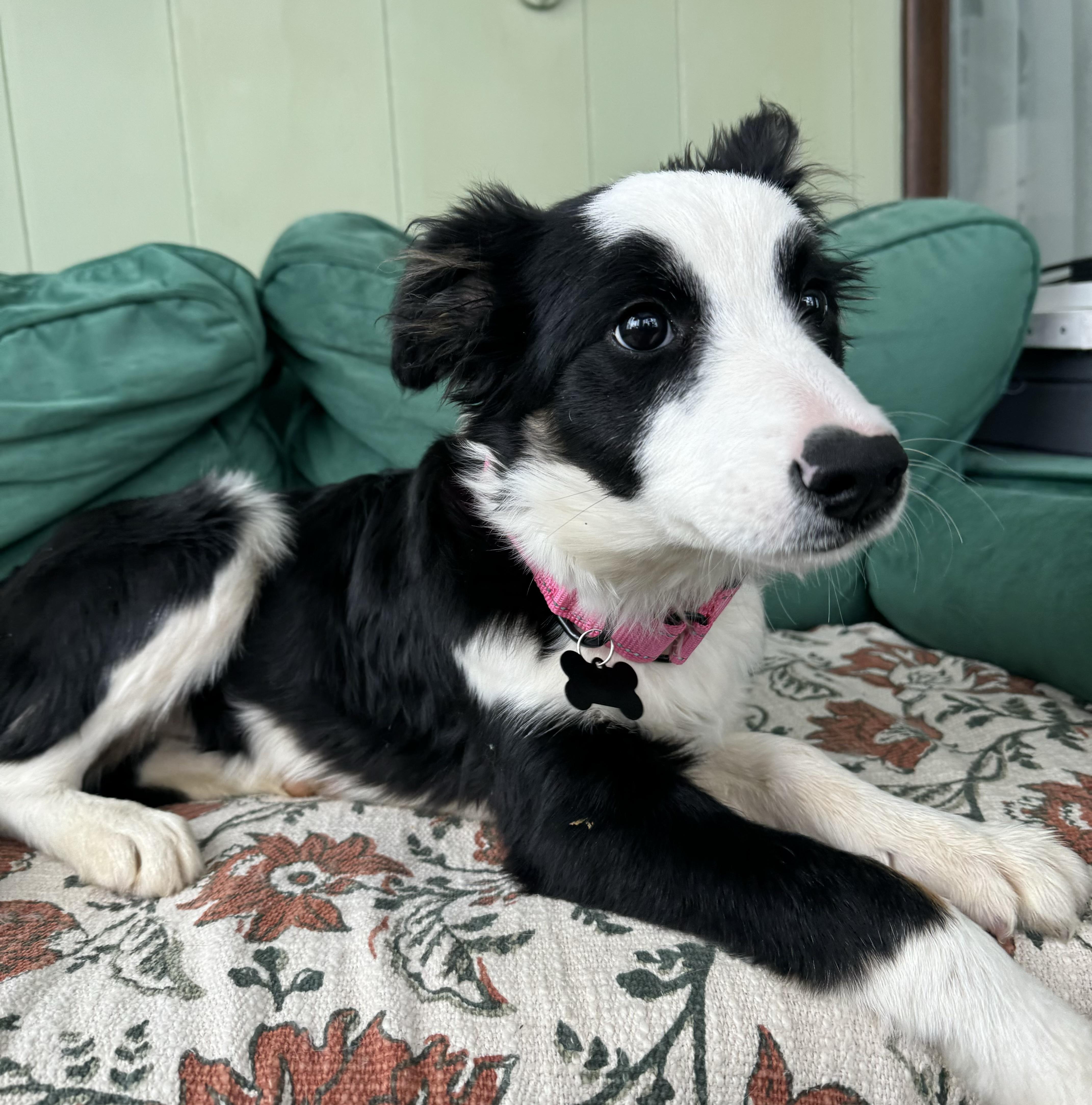 Beanie, an adopted Border Collie in China Township, MI image 6/6