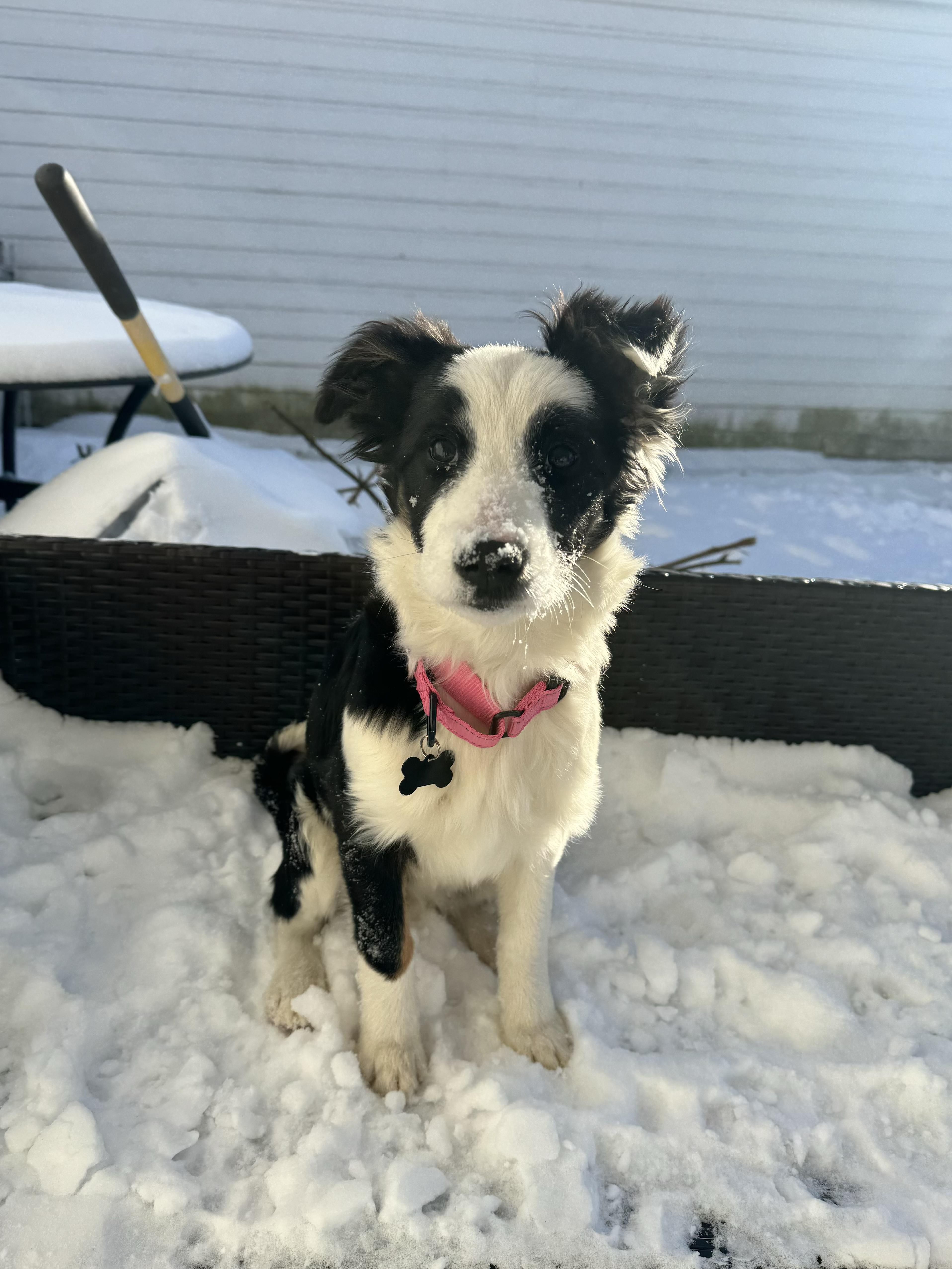 Beanie, an adopted Border Collie in China Township, MI image 1/6