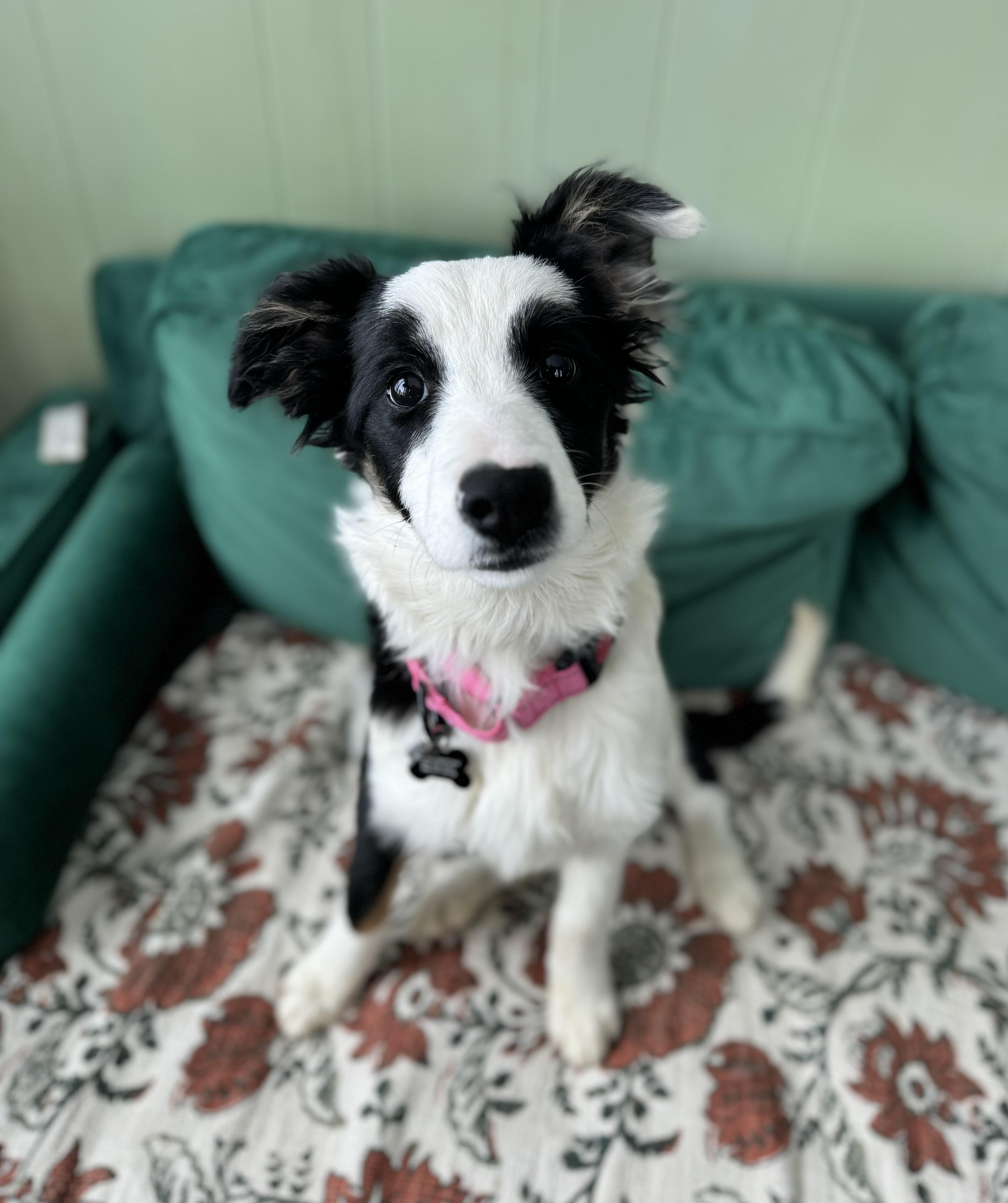 Beanie, an adopted Border Collie in China Township, MI image 3/6