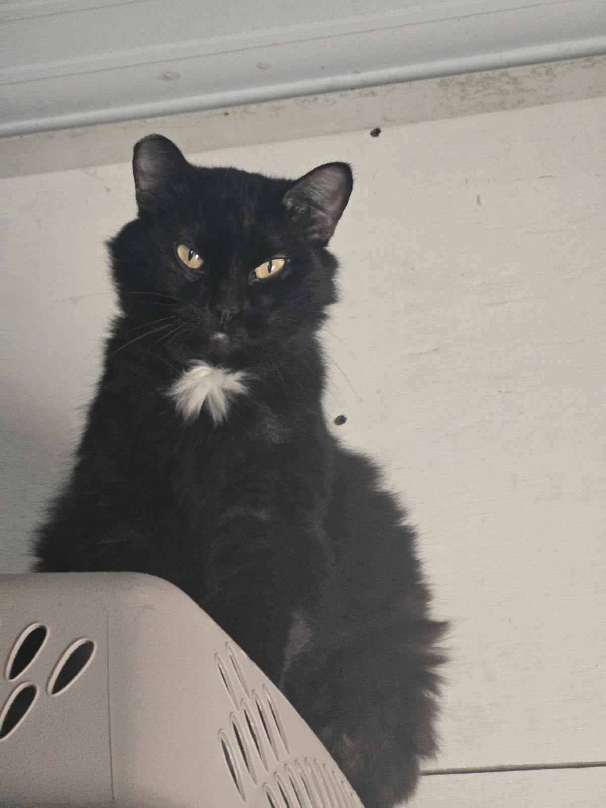 Enlarge Winnie, a Adoptable Domestic Long Hair in French Village, MO image 1/1