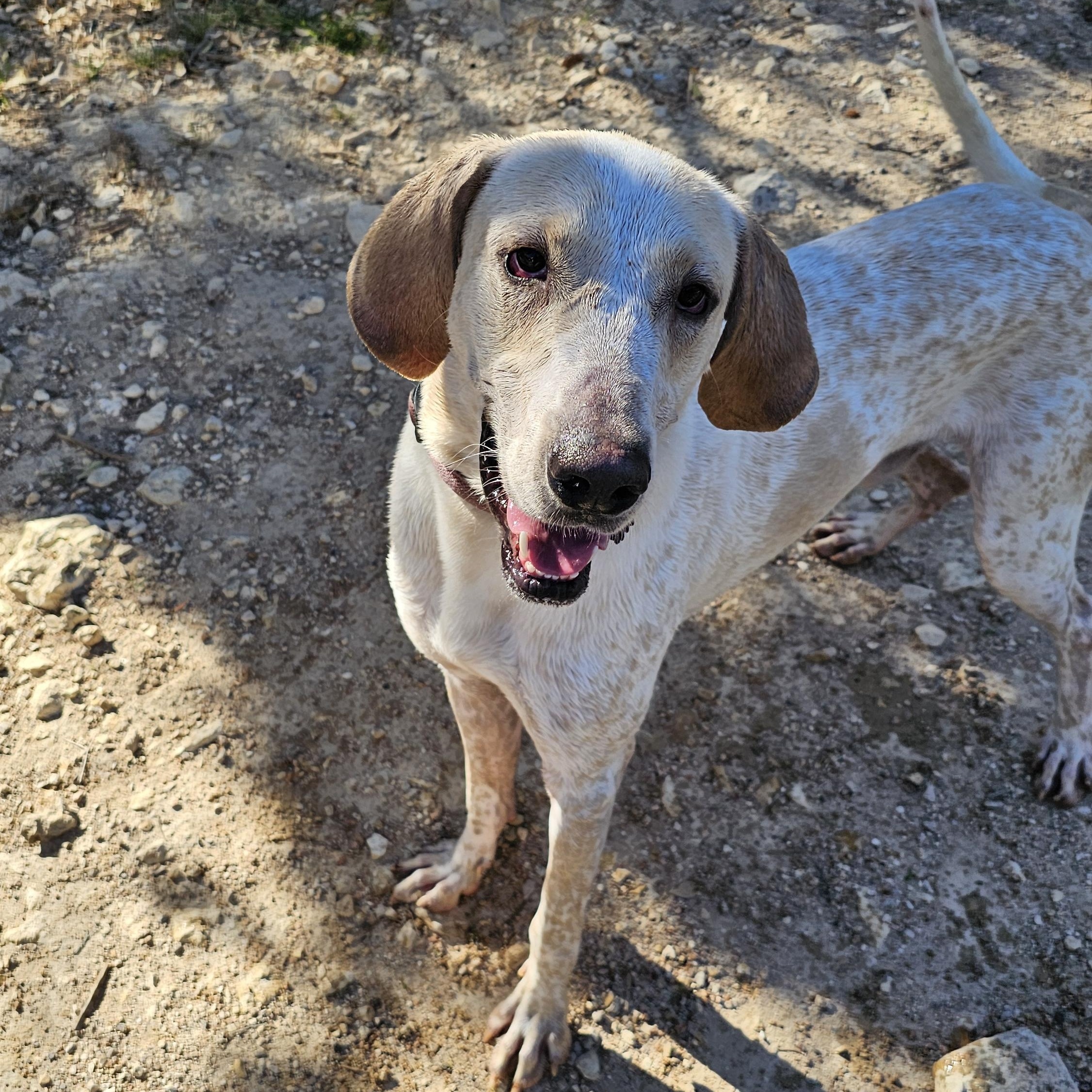 Ghost, a Adoptable mixed breed in Lago Vista, TX image 2/2